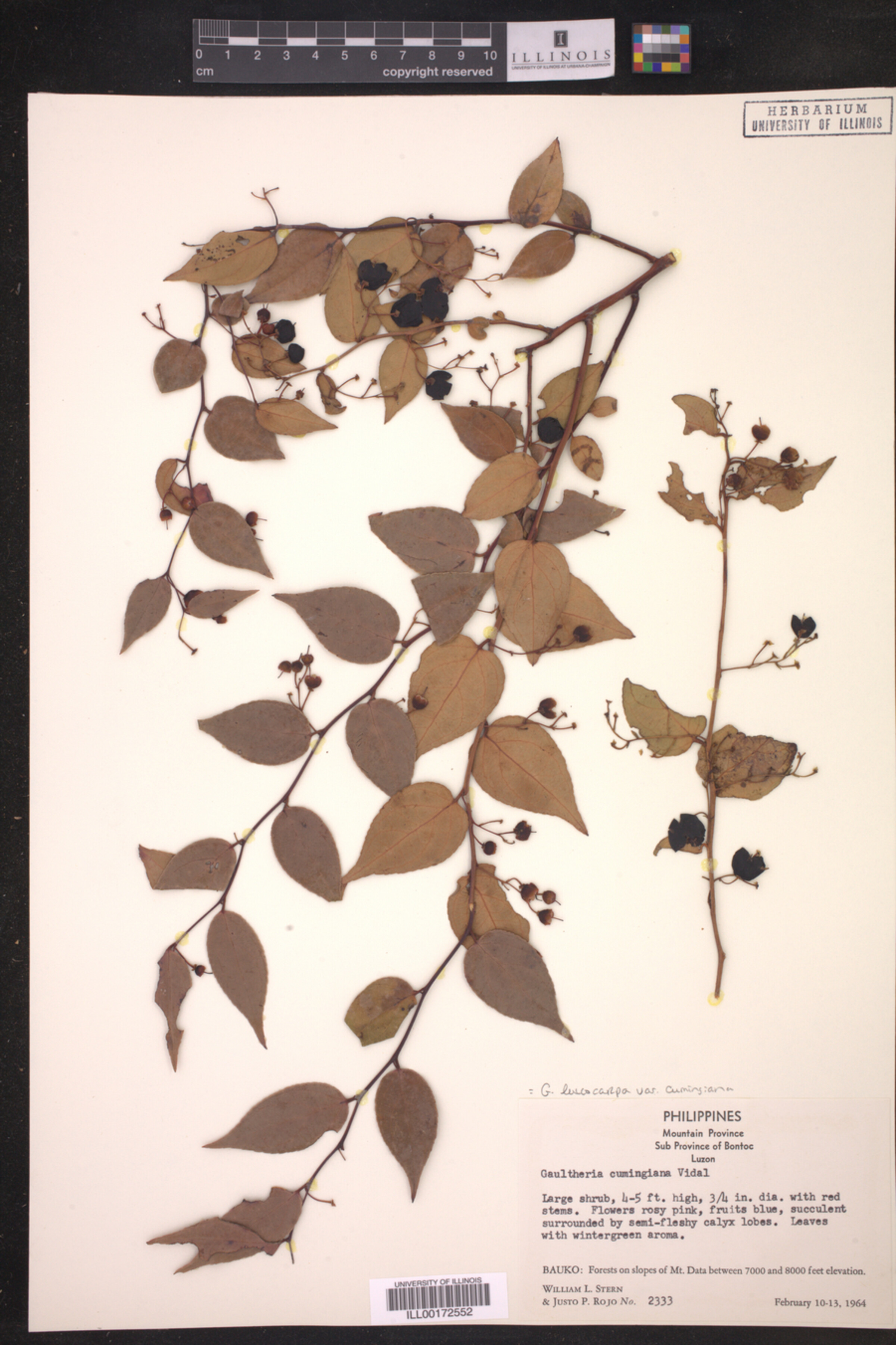 Gaultheria leucocarpa var. cumingiana image