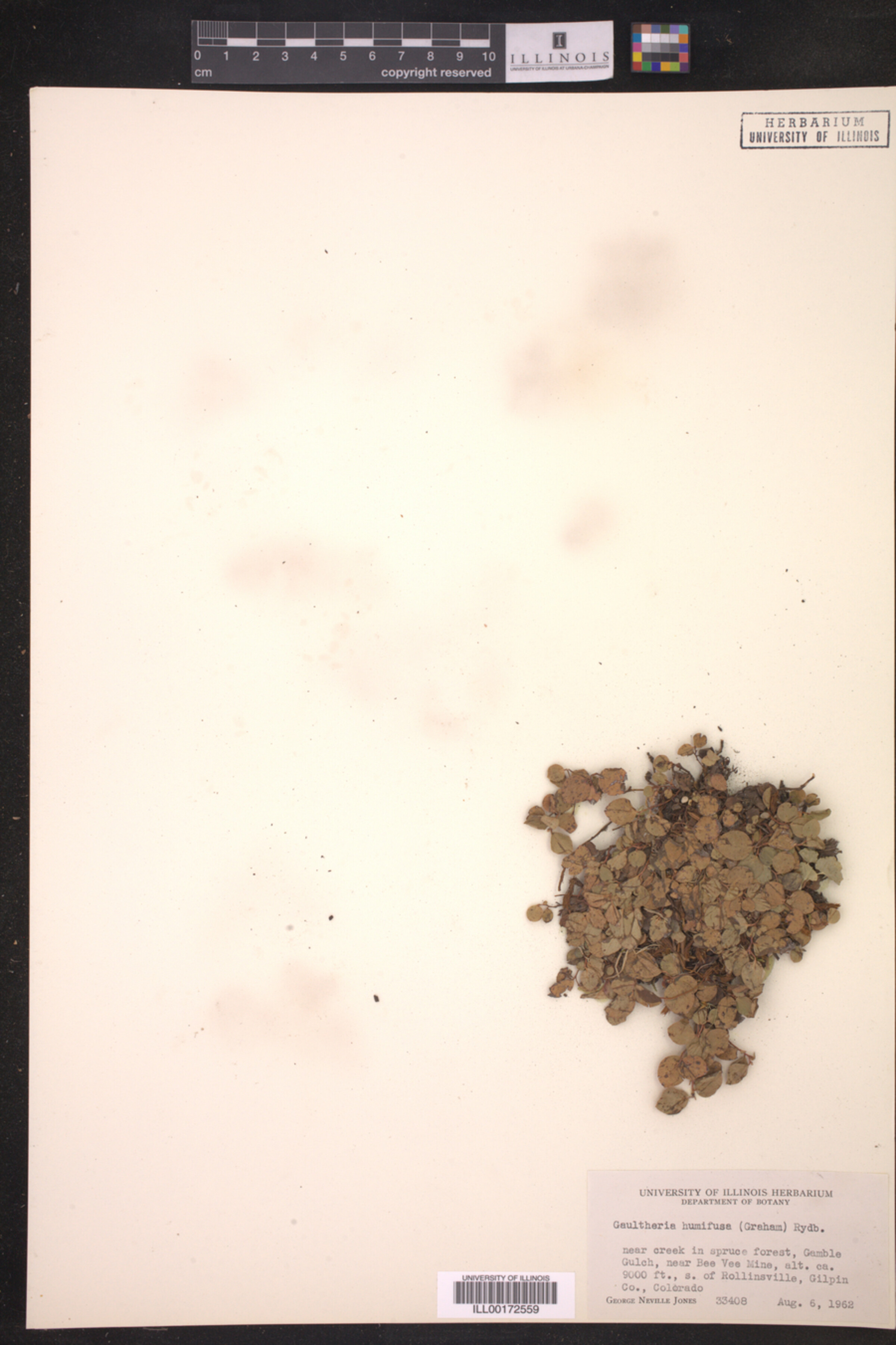 Gaultheria humifusa image