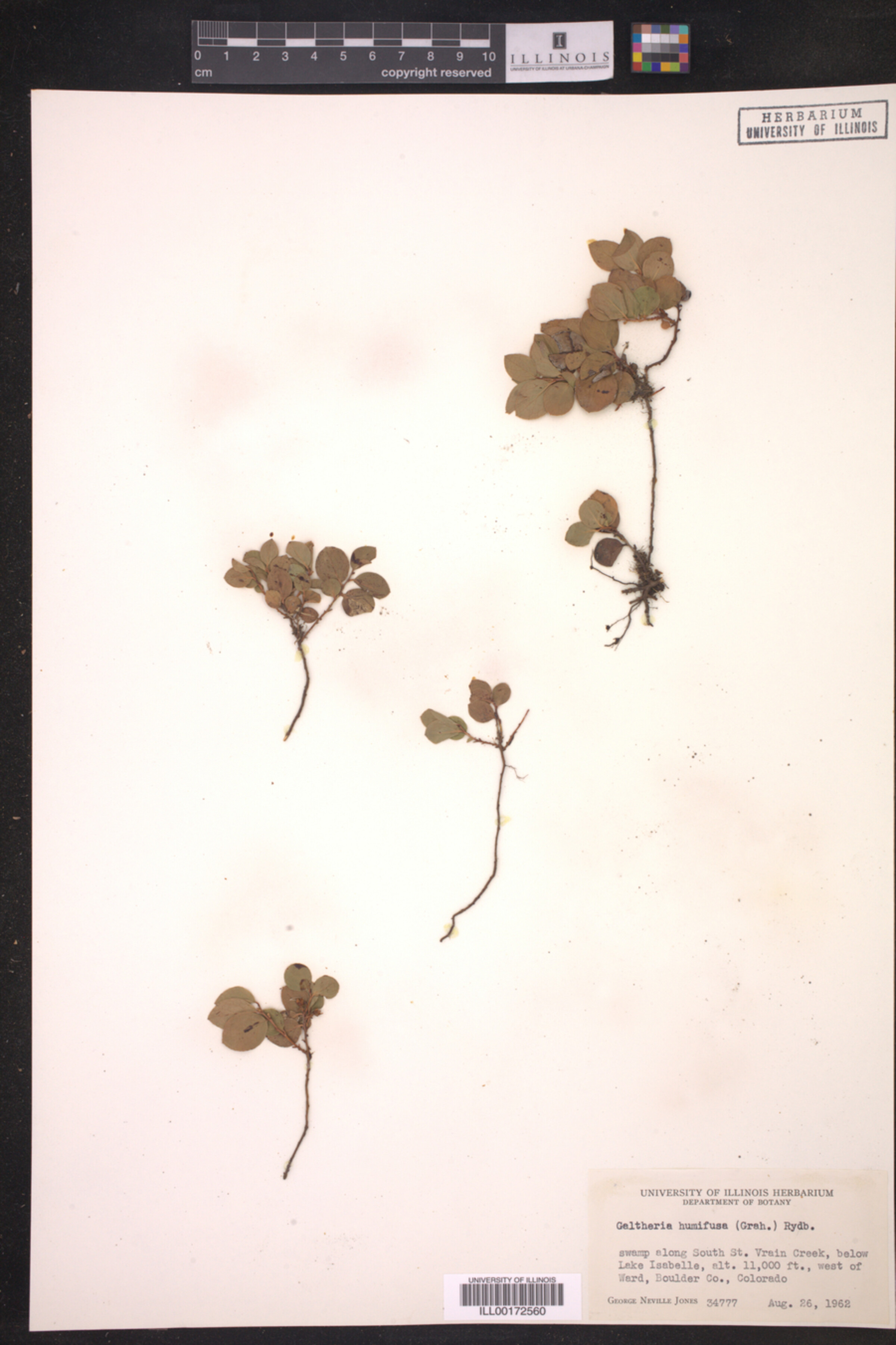 Gaultheria humifusa image