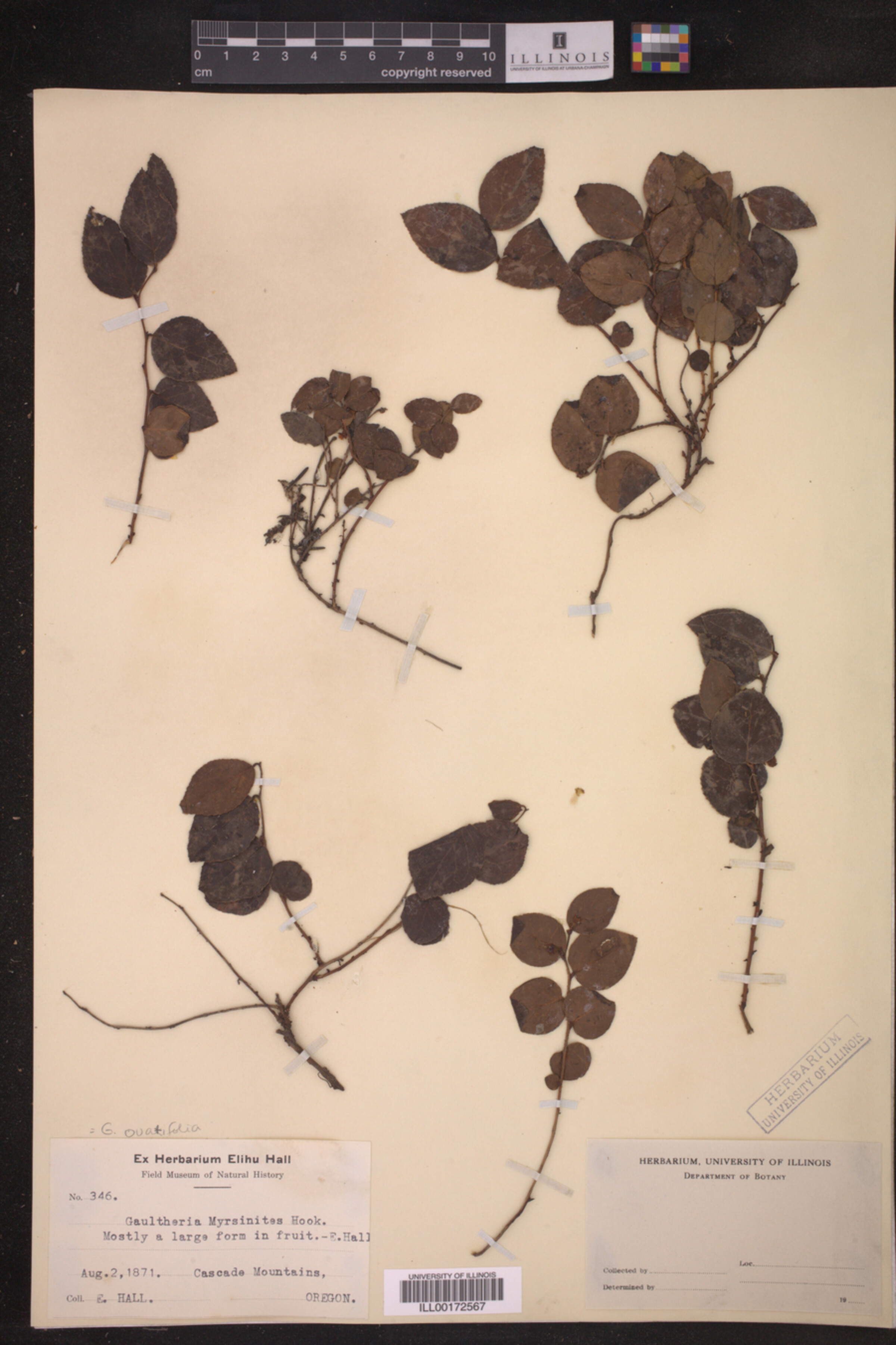 Gaultheria ovatifolia image