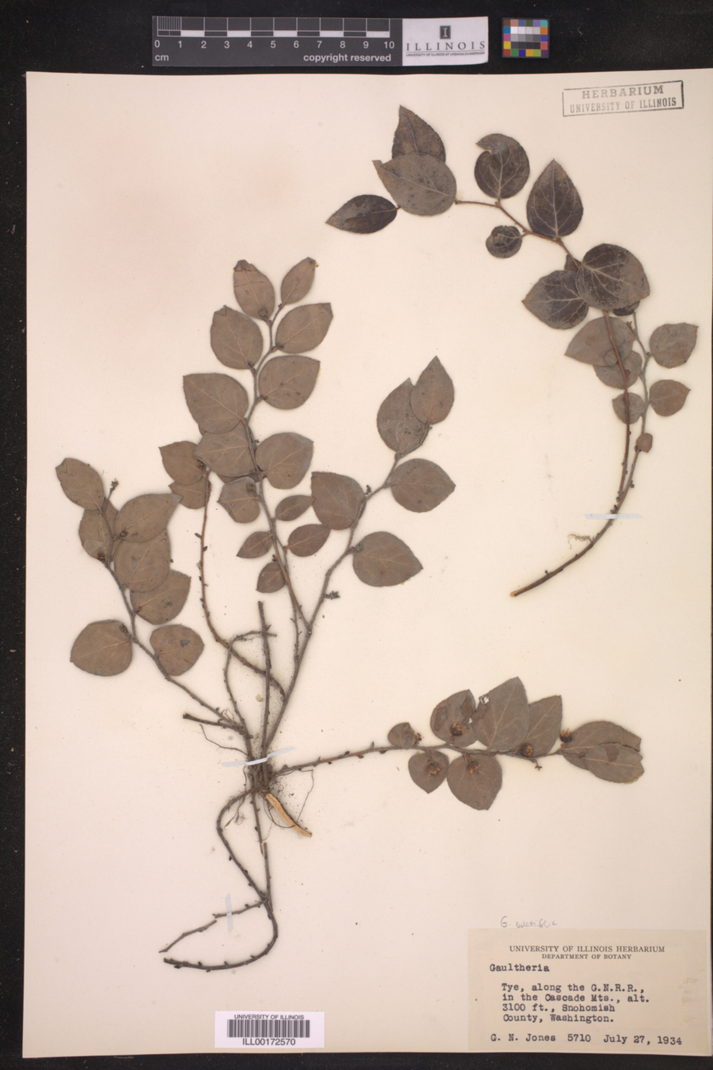Gaultheria image