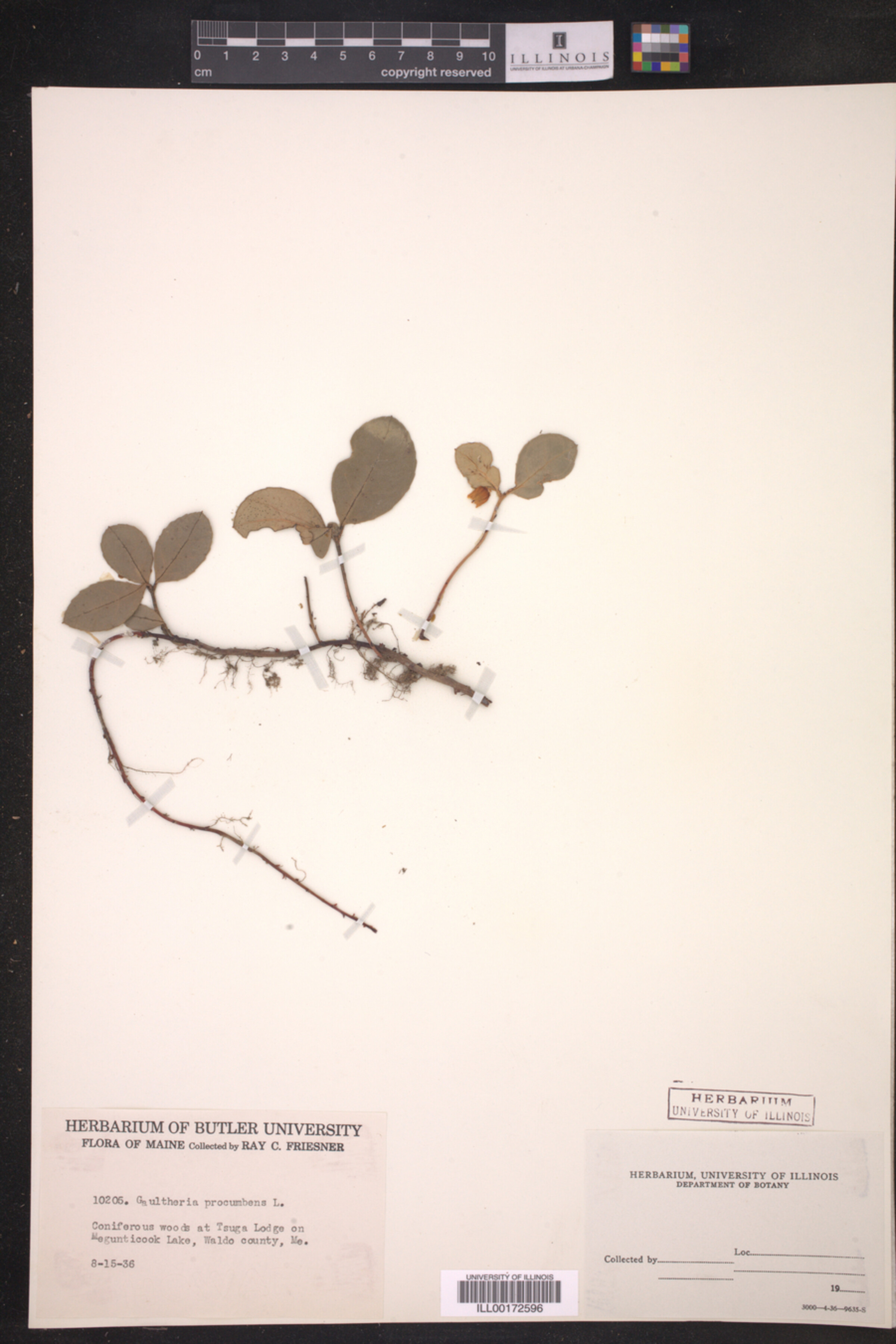 Gaultheria procumbens image