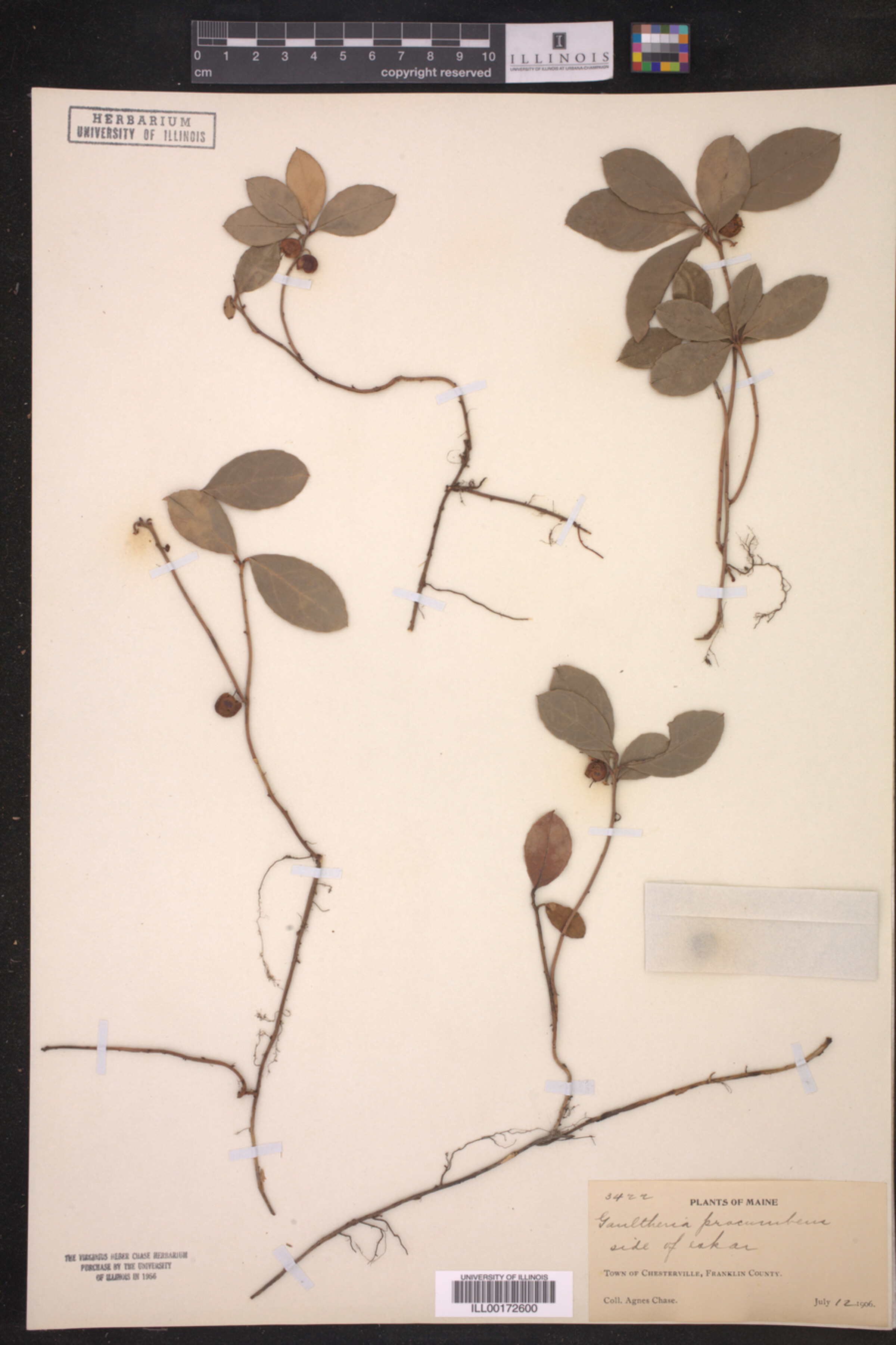 Gaultheria procumbens image