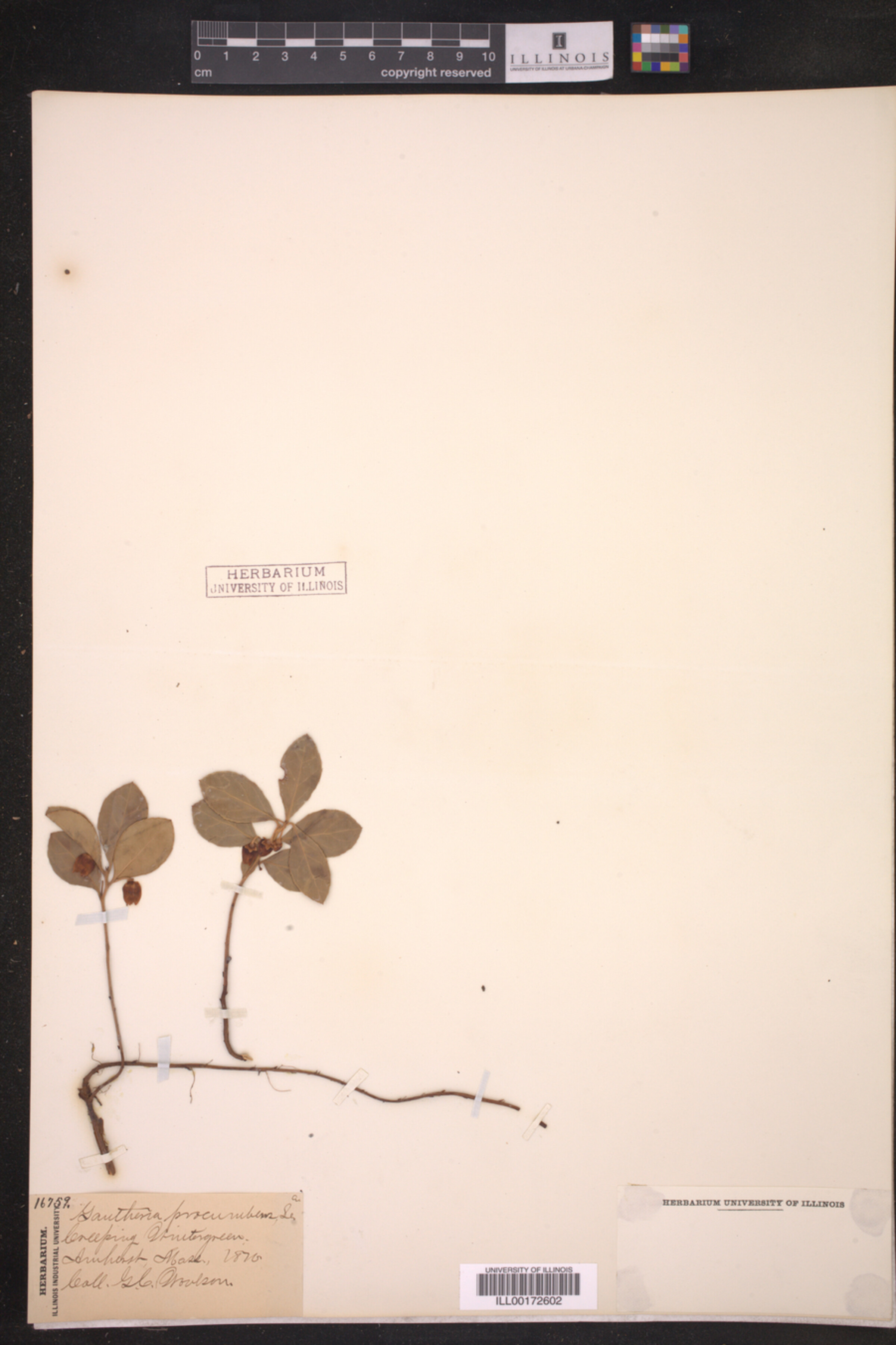 Gaultheria procumbens image
