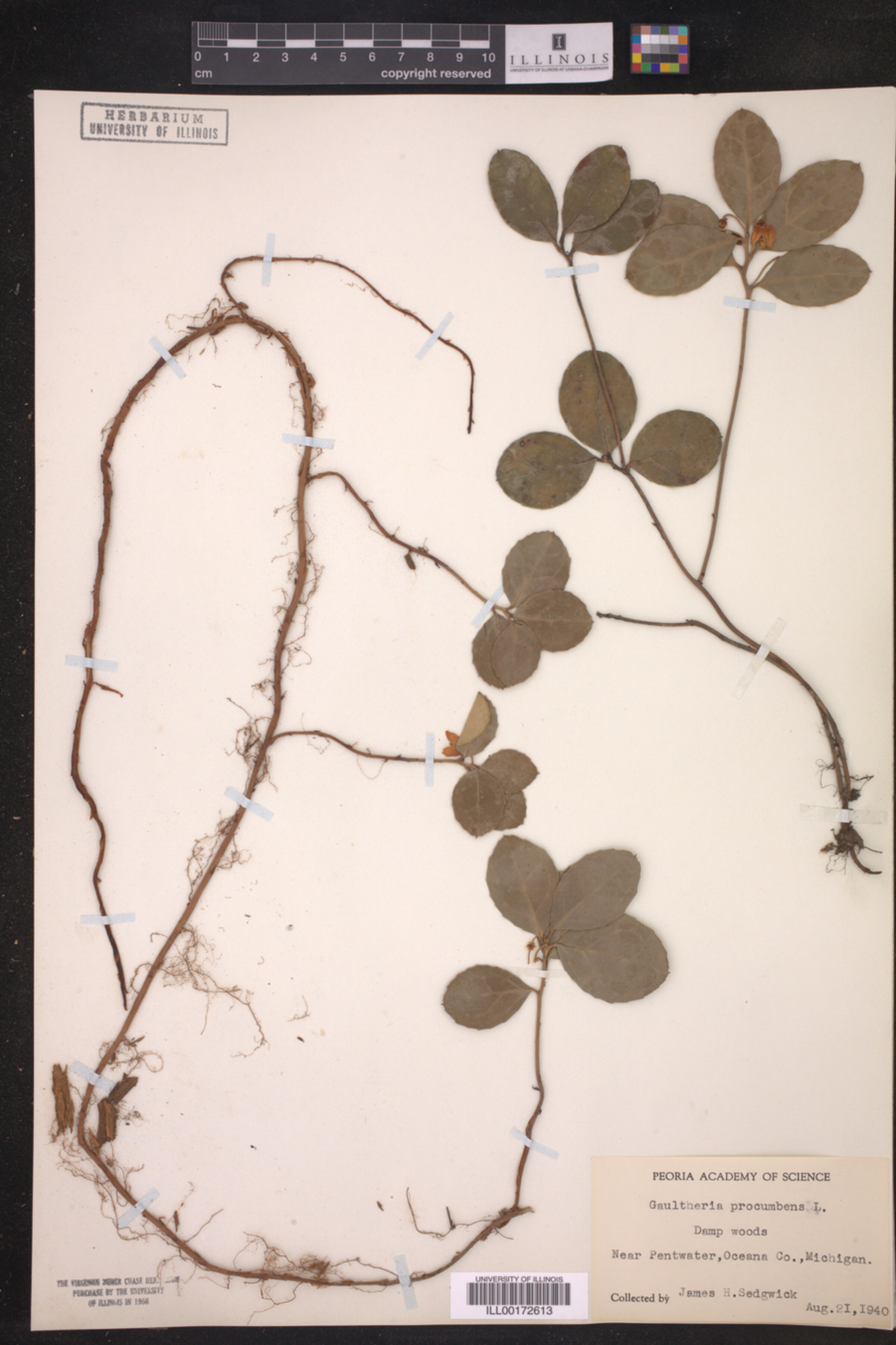 Gaultheria procumbens image