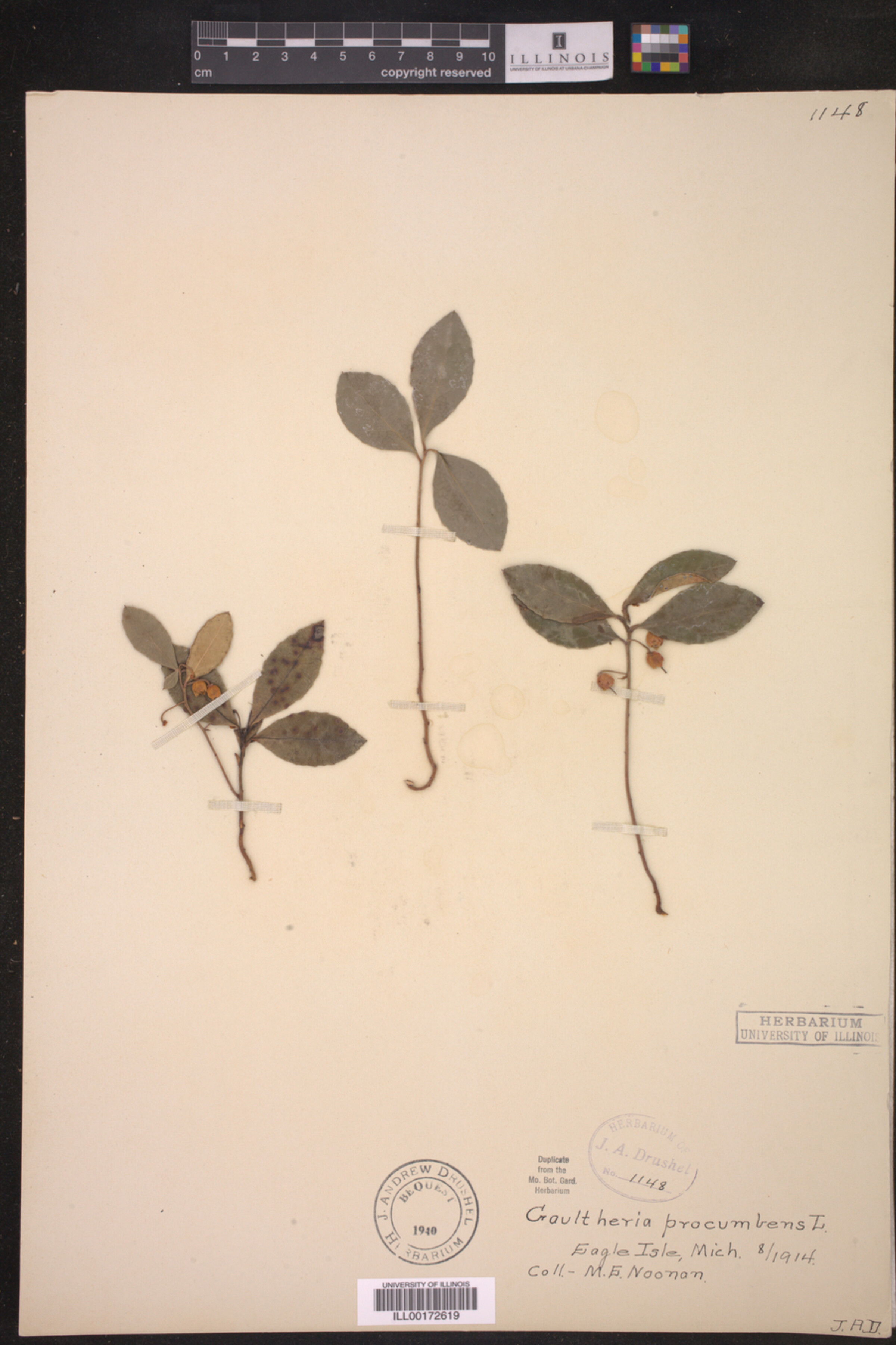 Gaultheria procumbens image