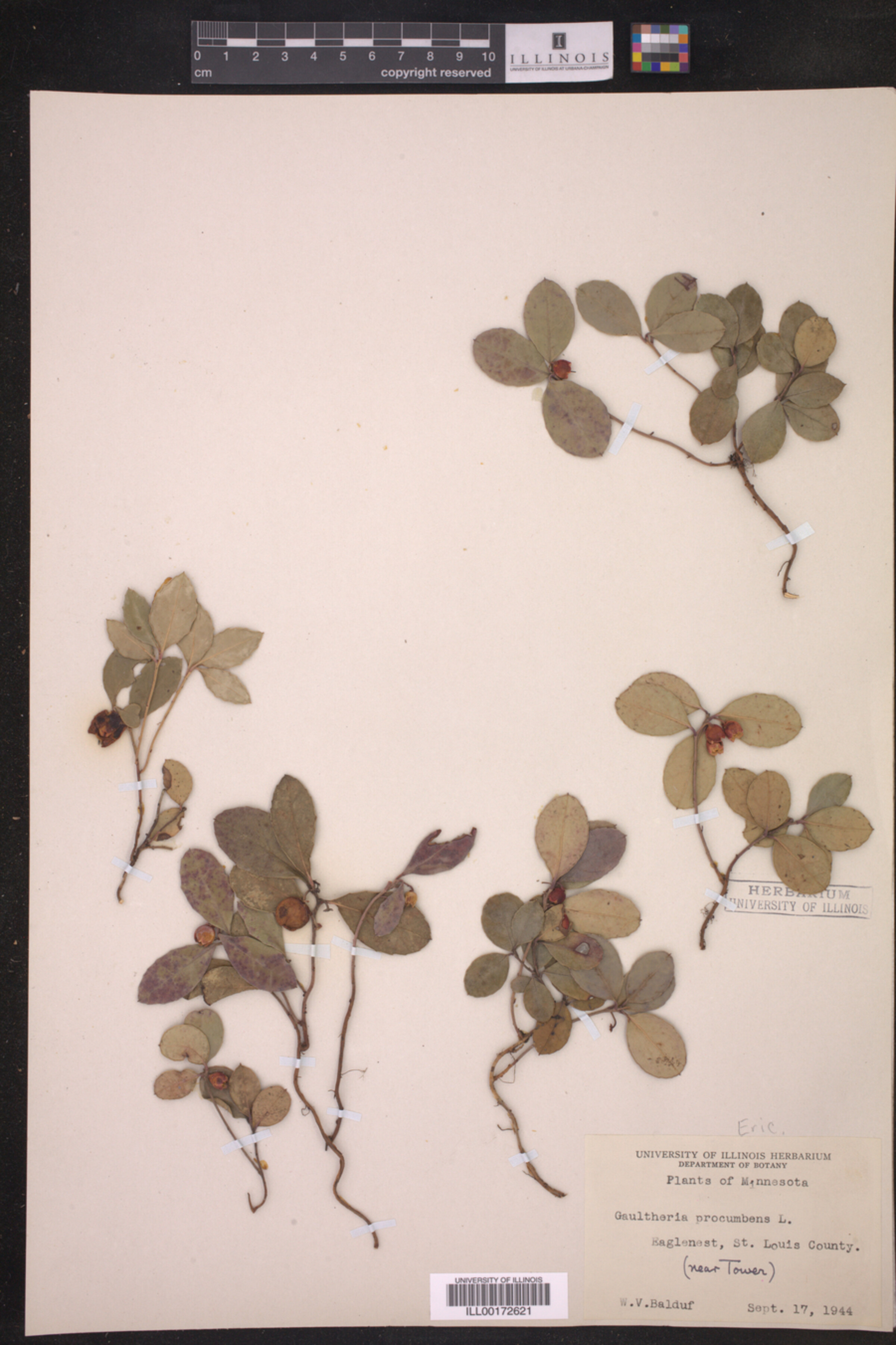 Gaultheria procumbens image