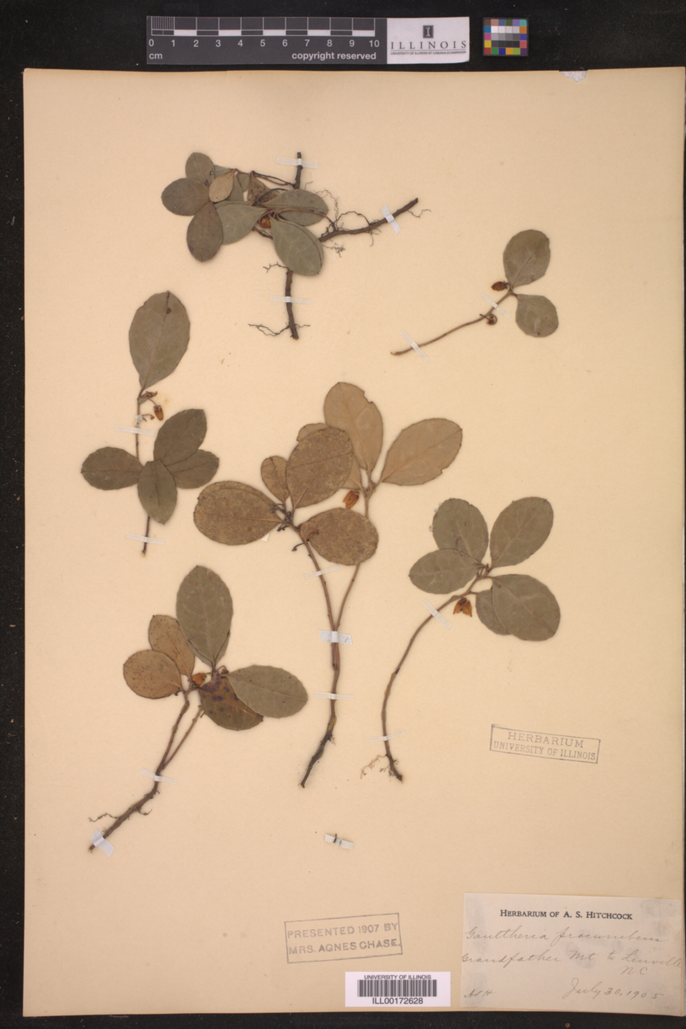 Gaultheria procumbens image