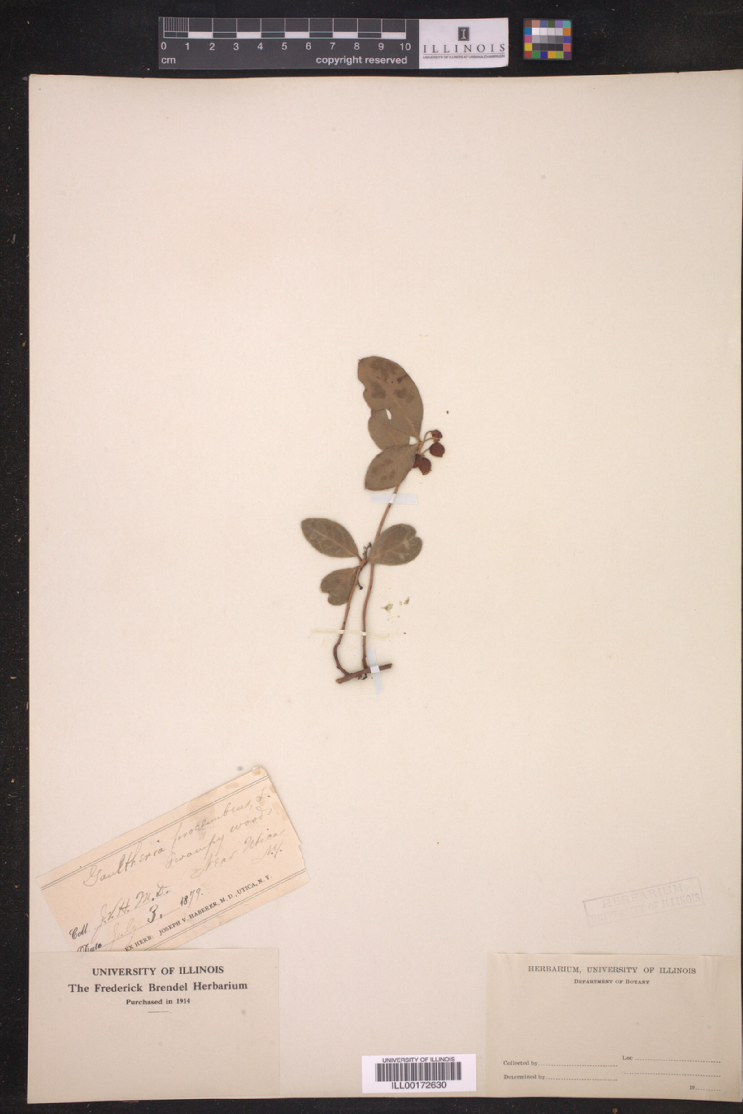 Gaultheria procumbens image