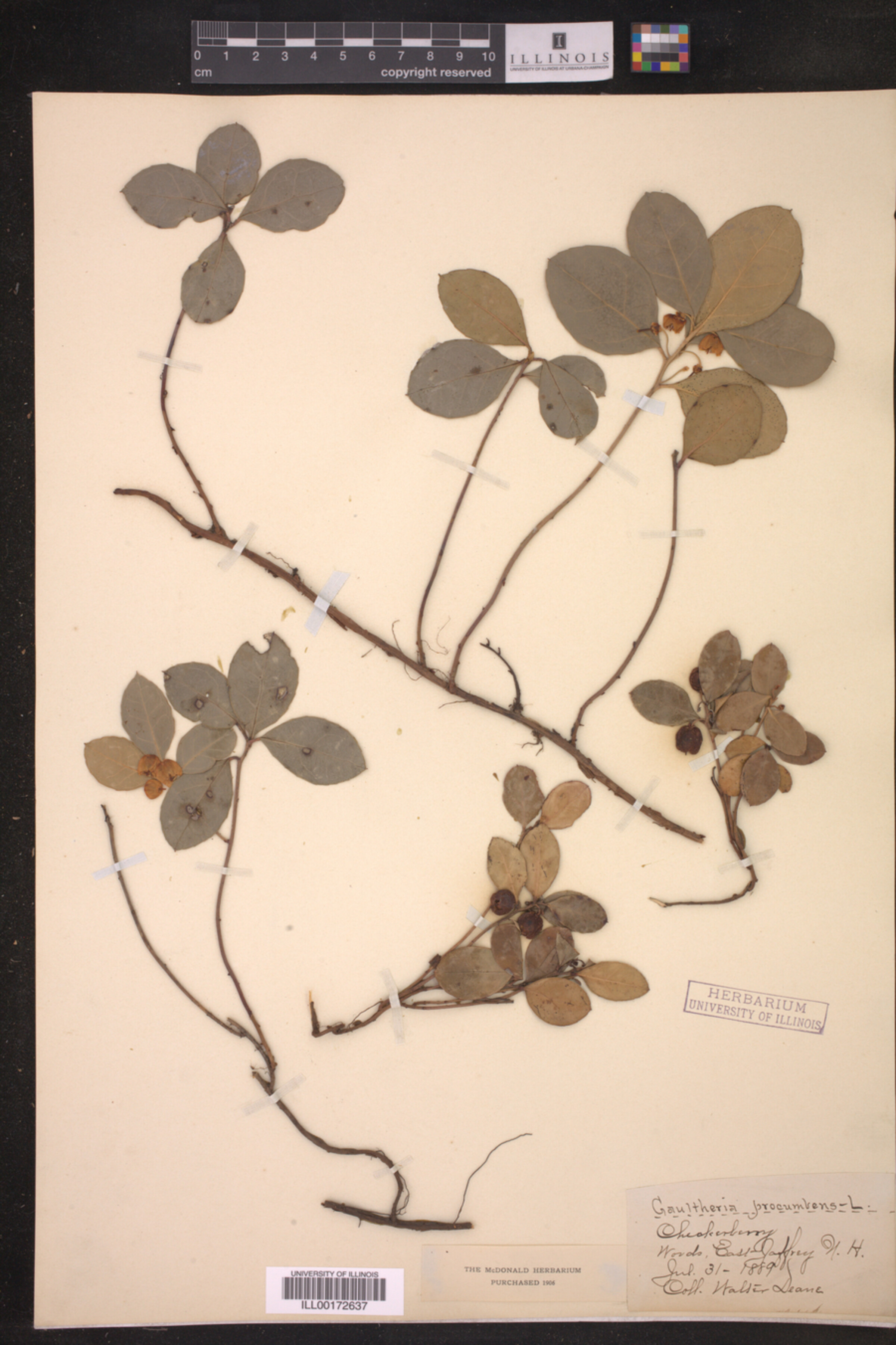 Gaultheria procumbens image
