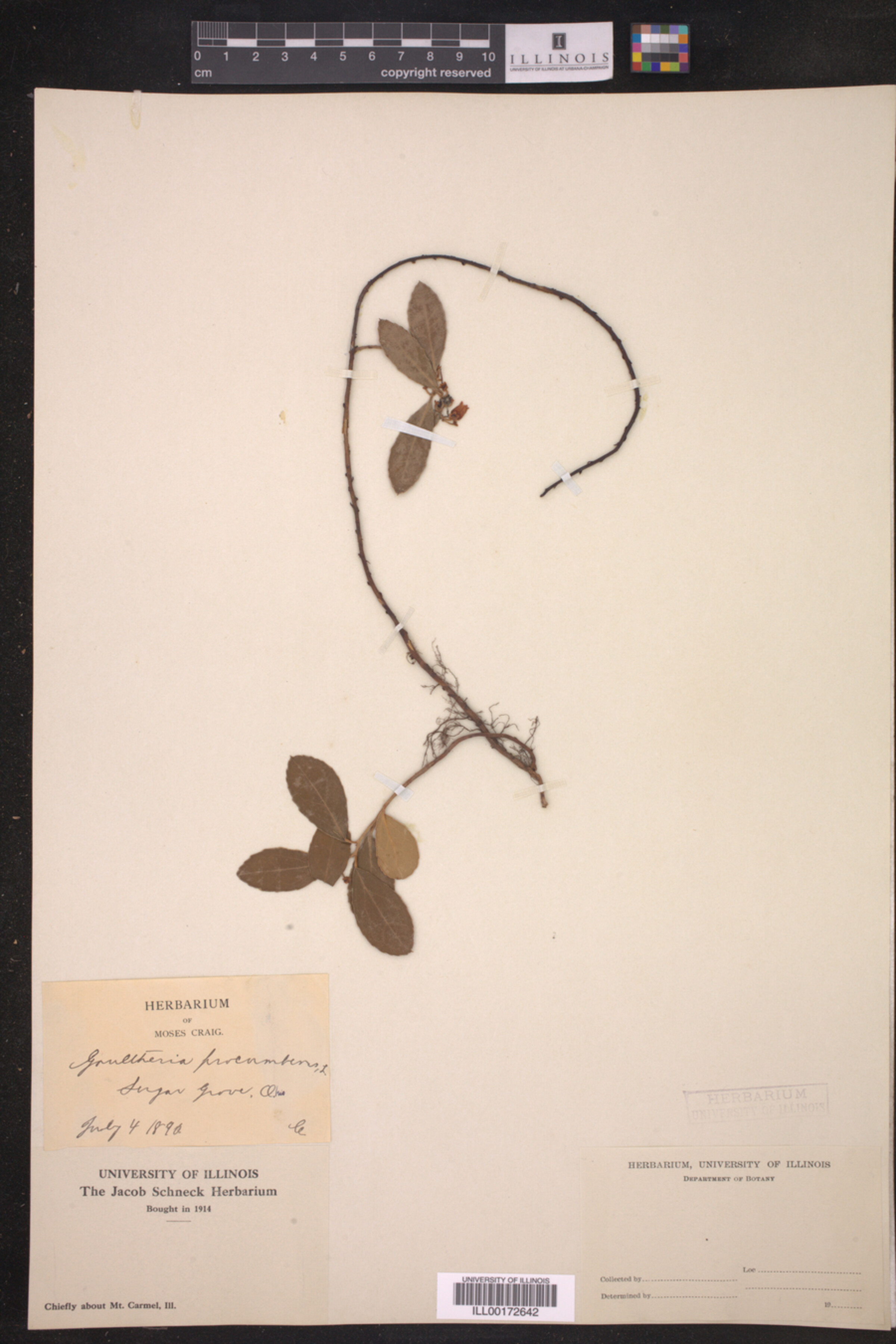 Gaultheria procumbens image