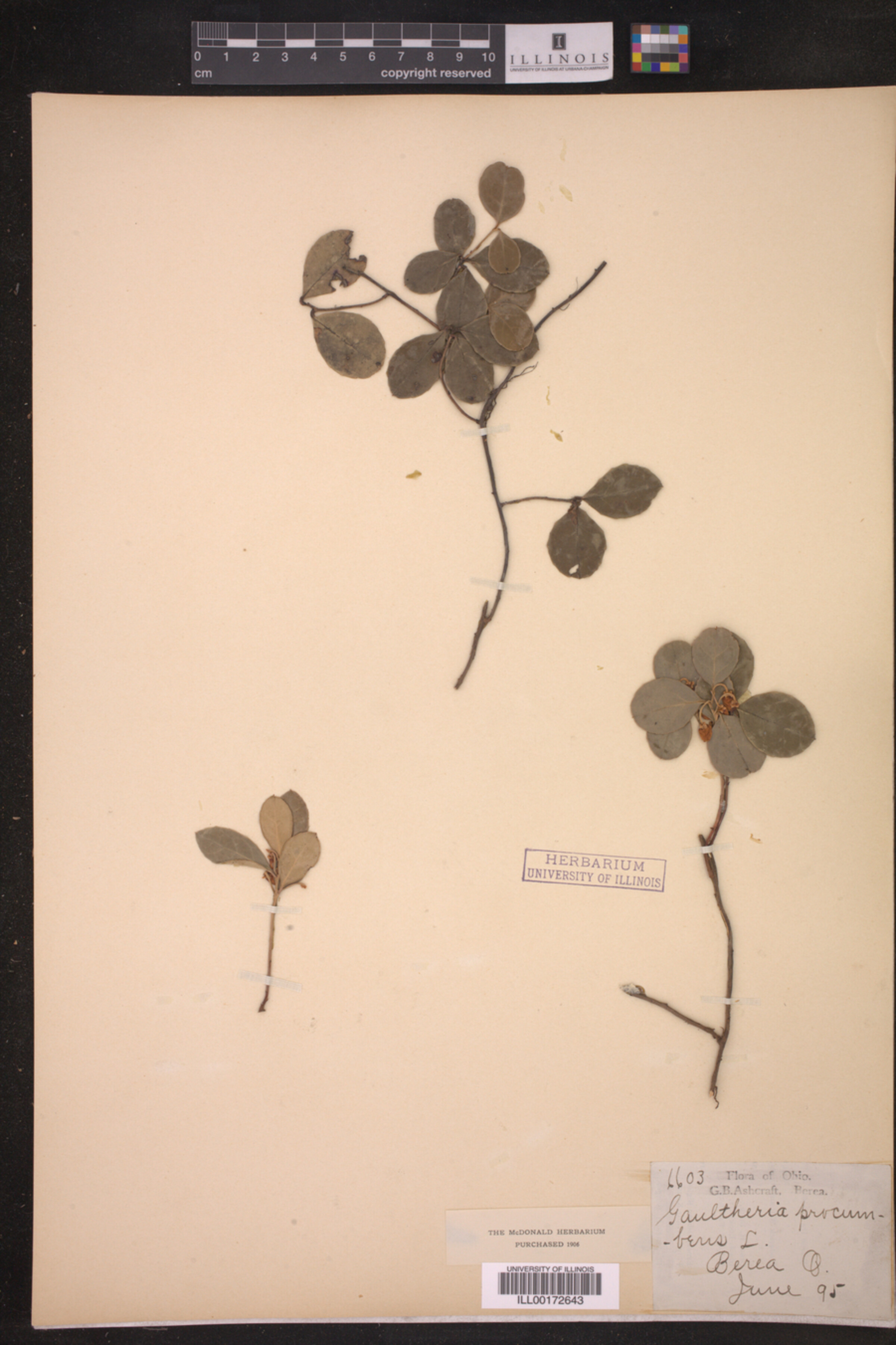 Gaultheria procumbens image