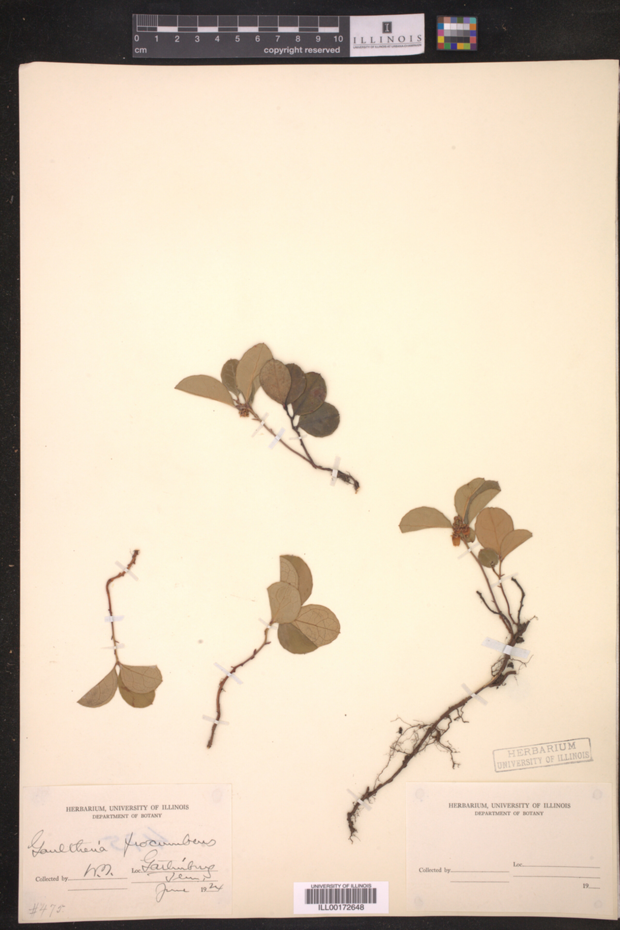 Ericaceae image