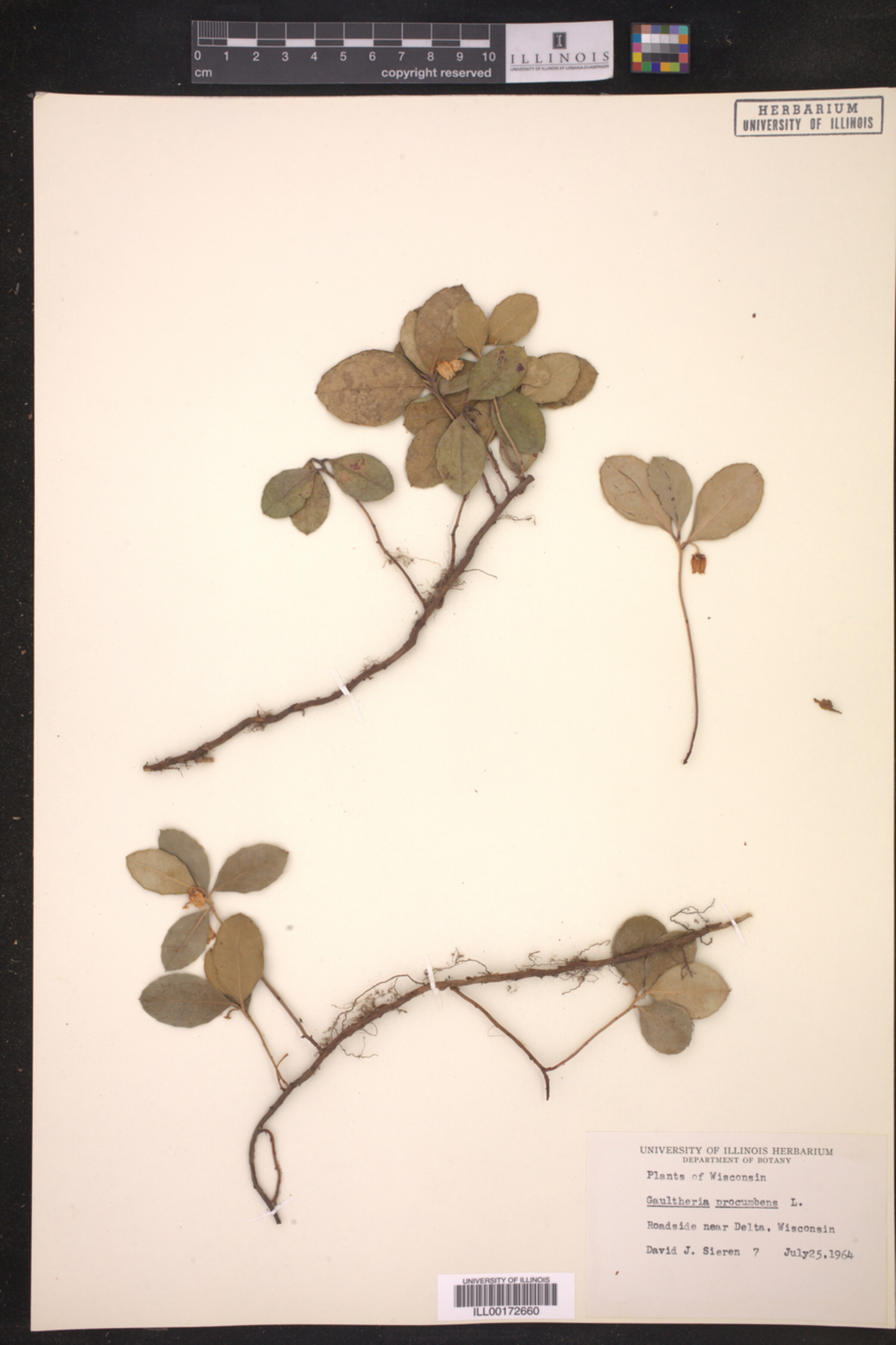 Gaultheria procumbens image