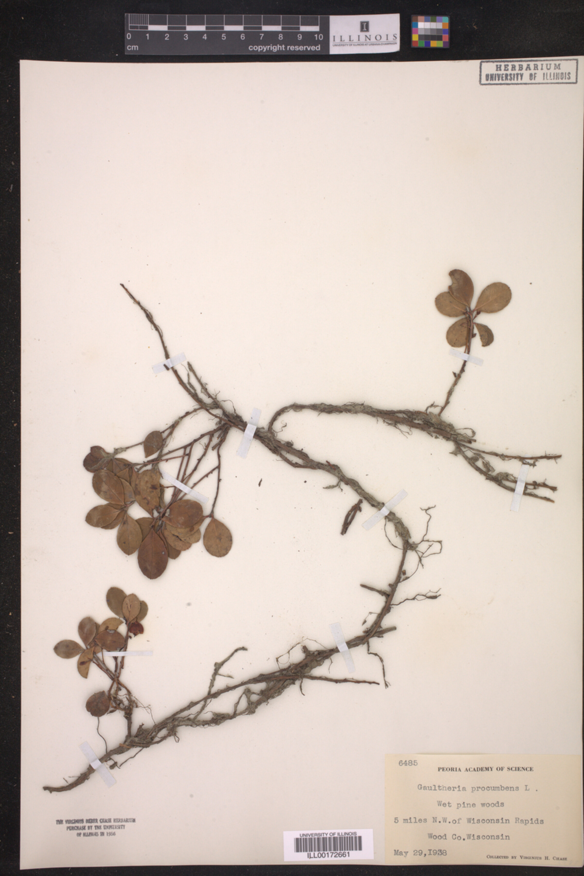 Gaultheria procumbens image