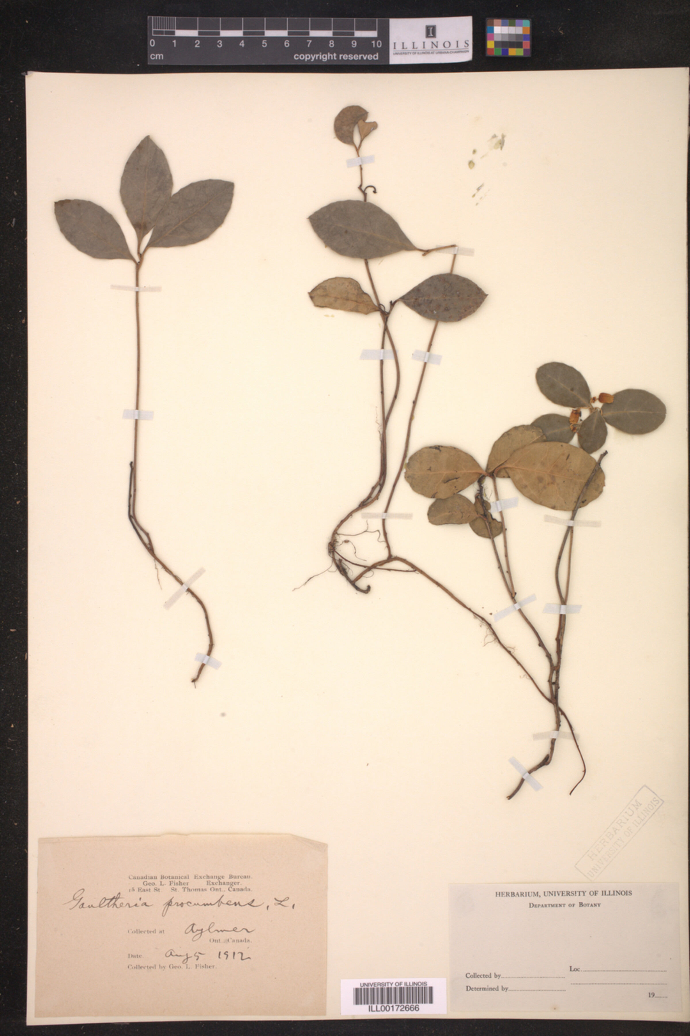 Gaultheria procumbens image