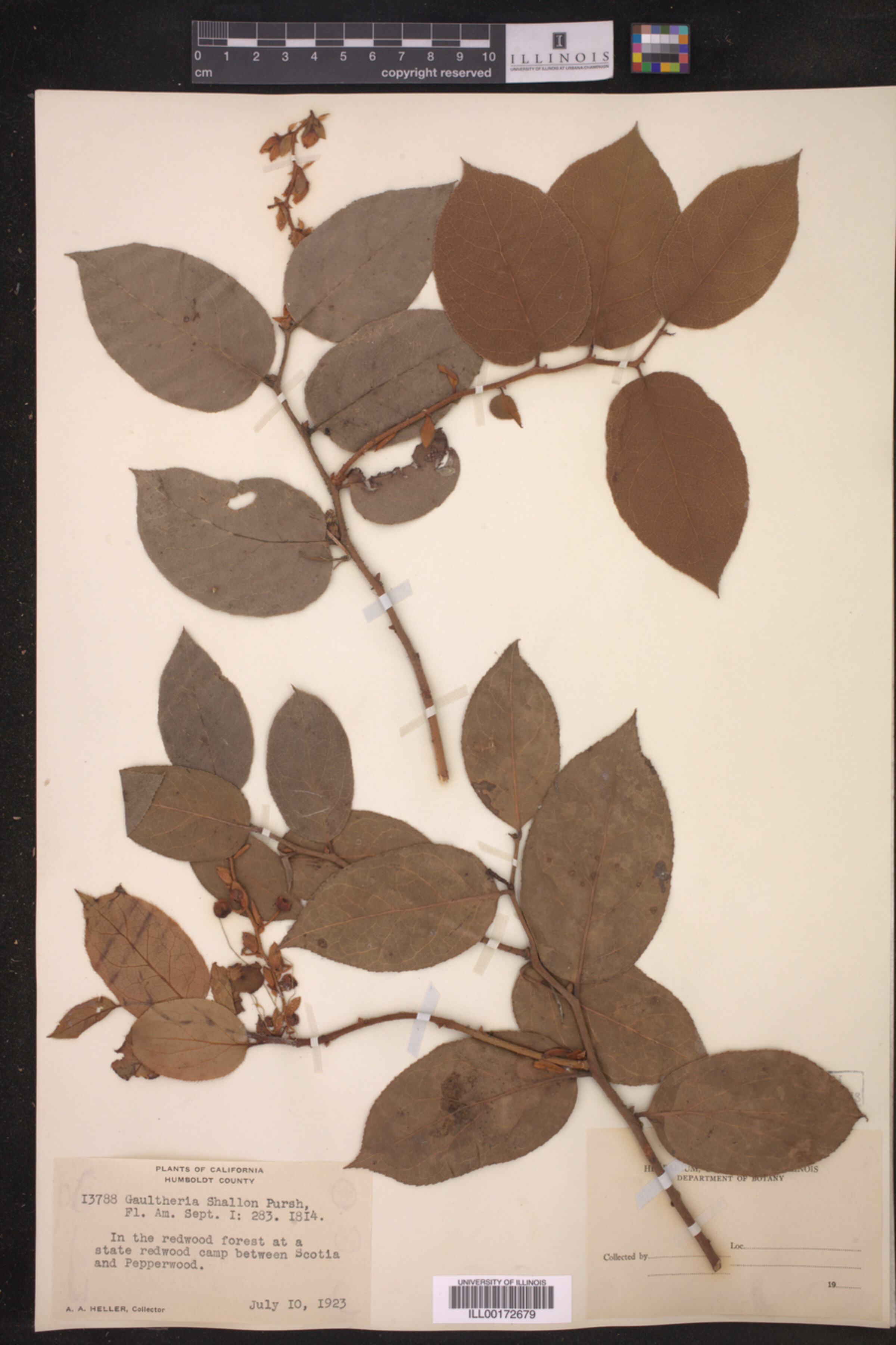 Gaultheria shallon image