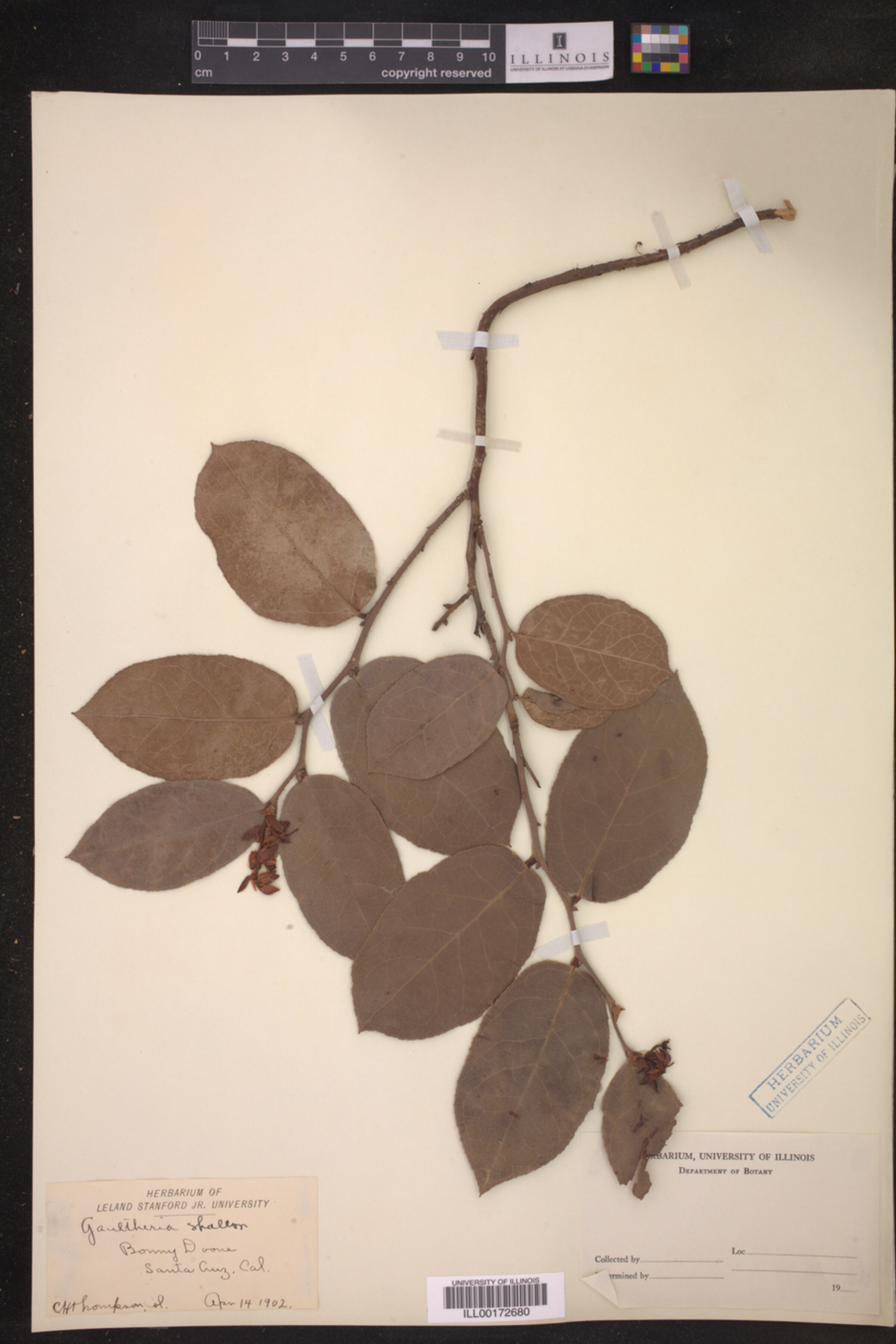 Gaultheria shallon image