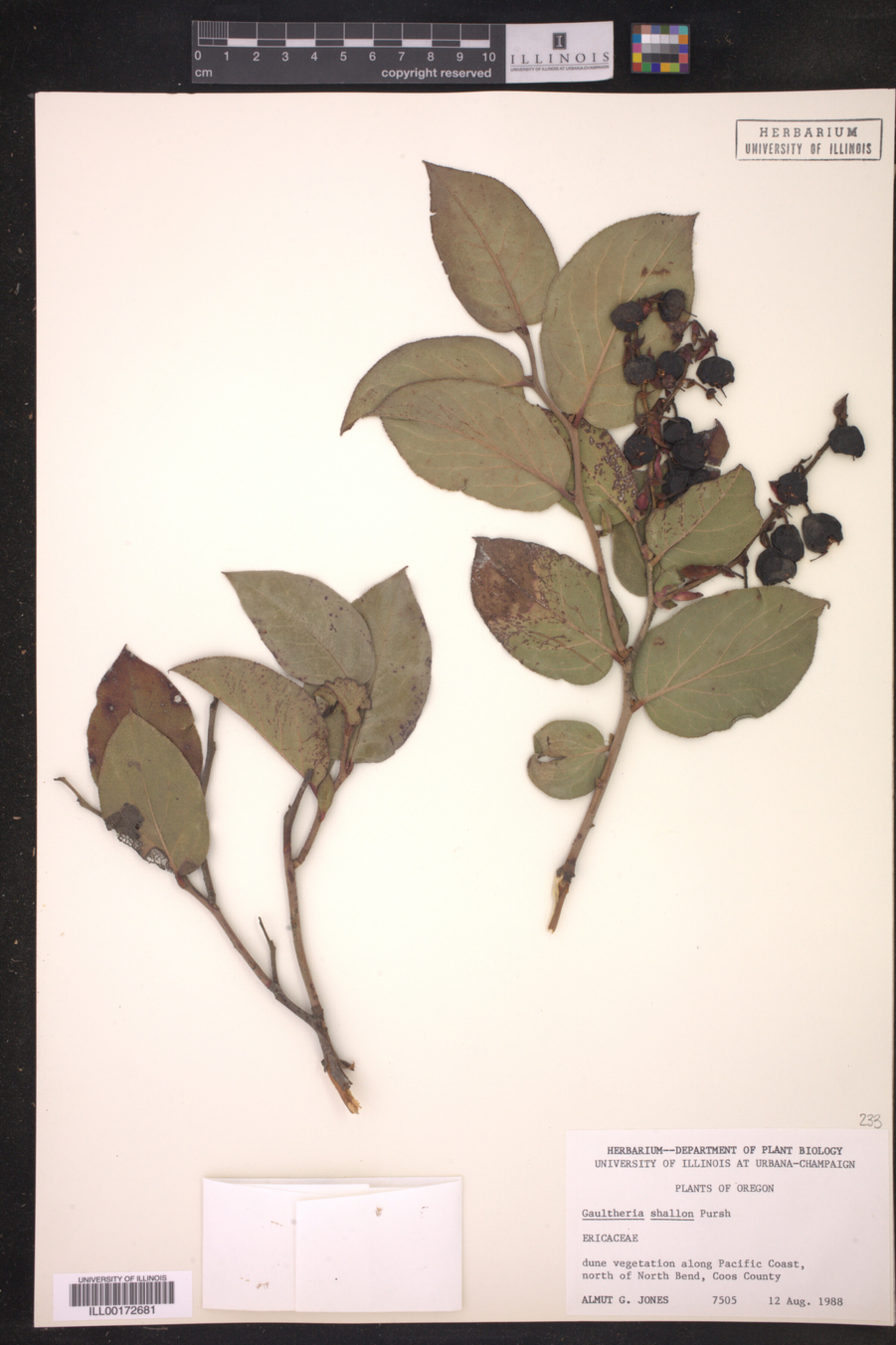 Gaultheria shallon image