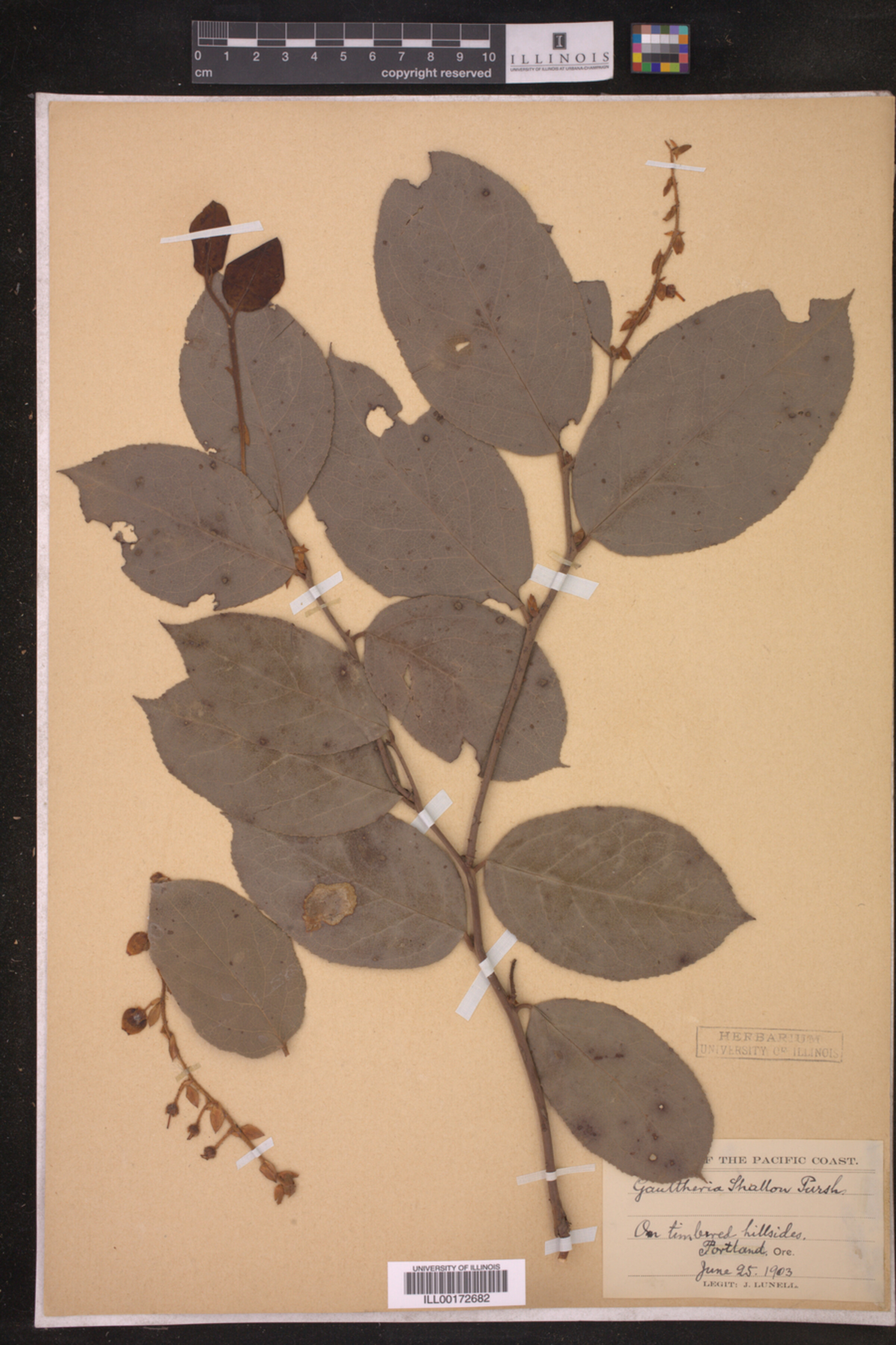 Gaultheria shallon image