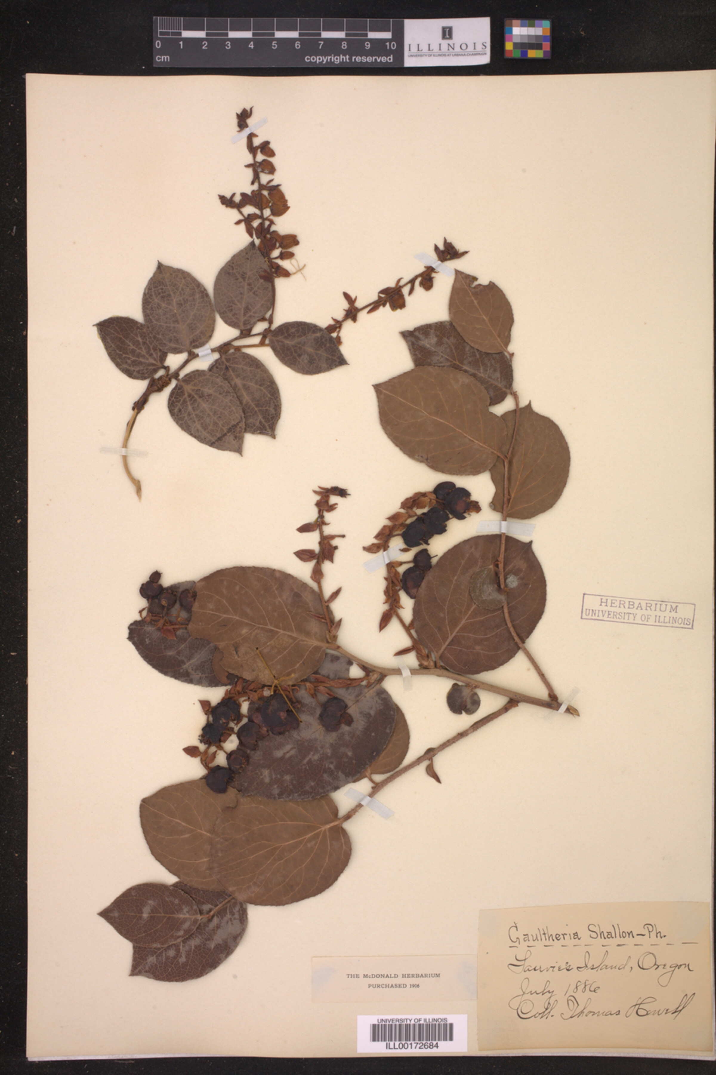 Gaultheria shallon image