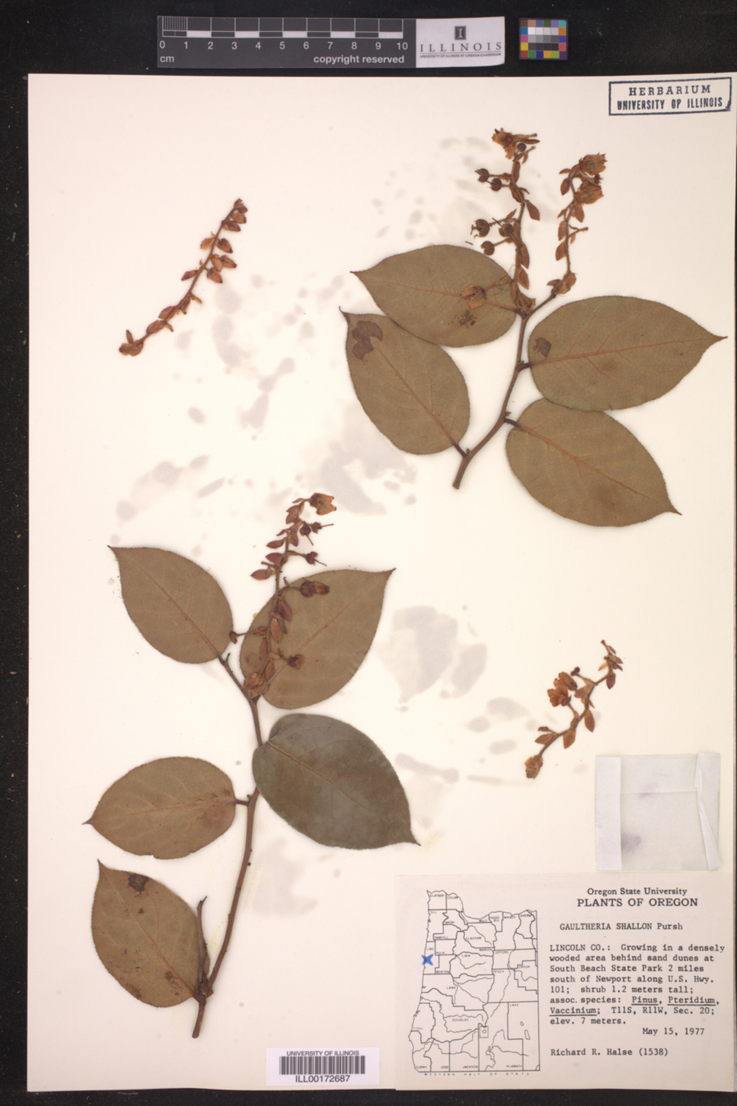 Gaultheria shallon image