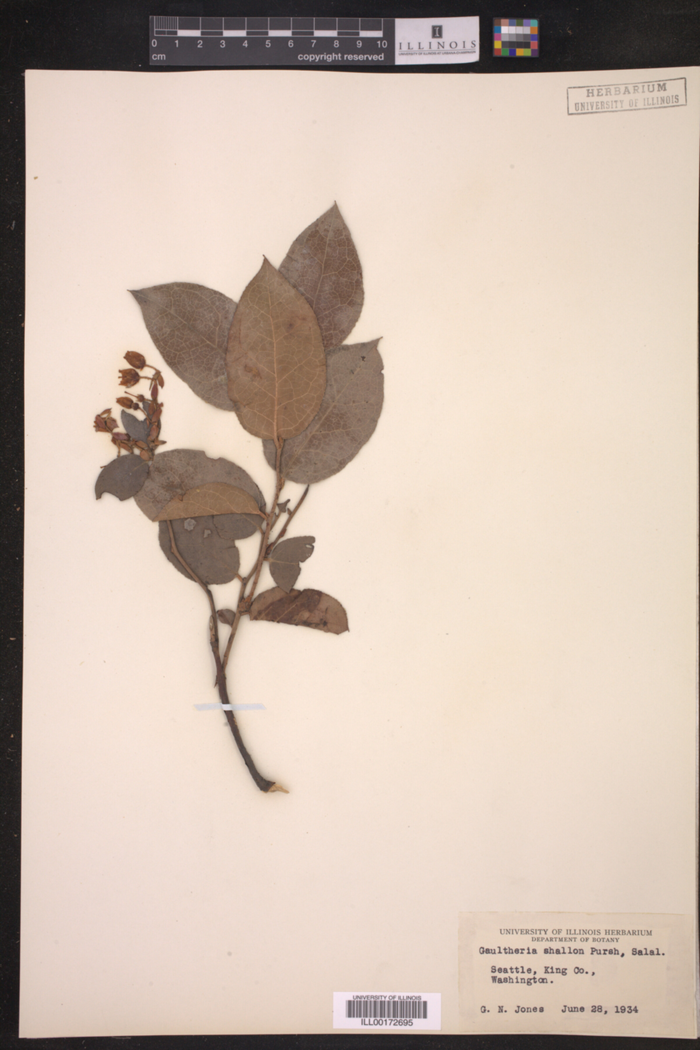 Gaultheria shallon image