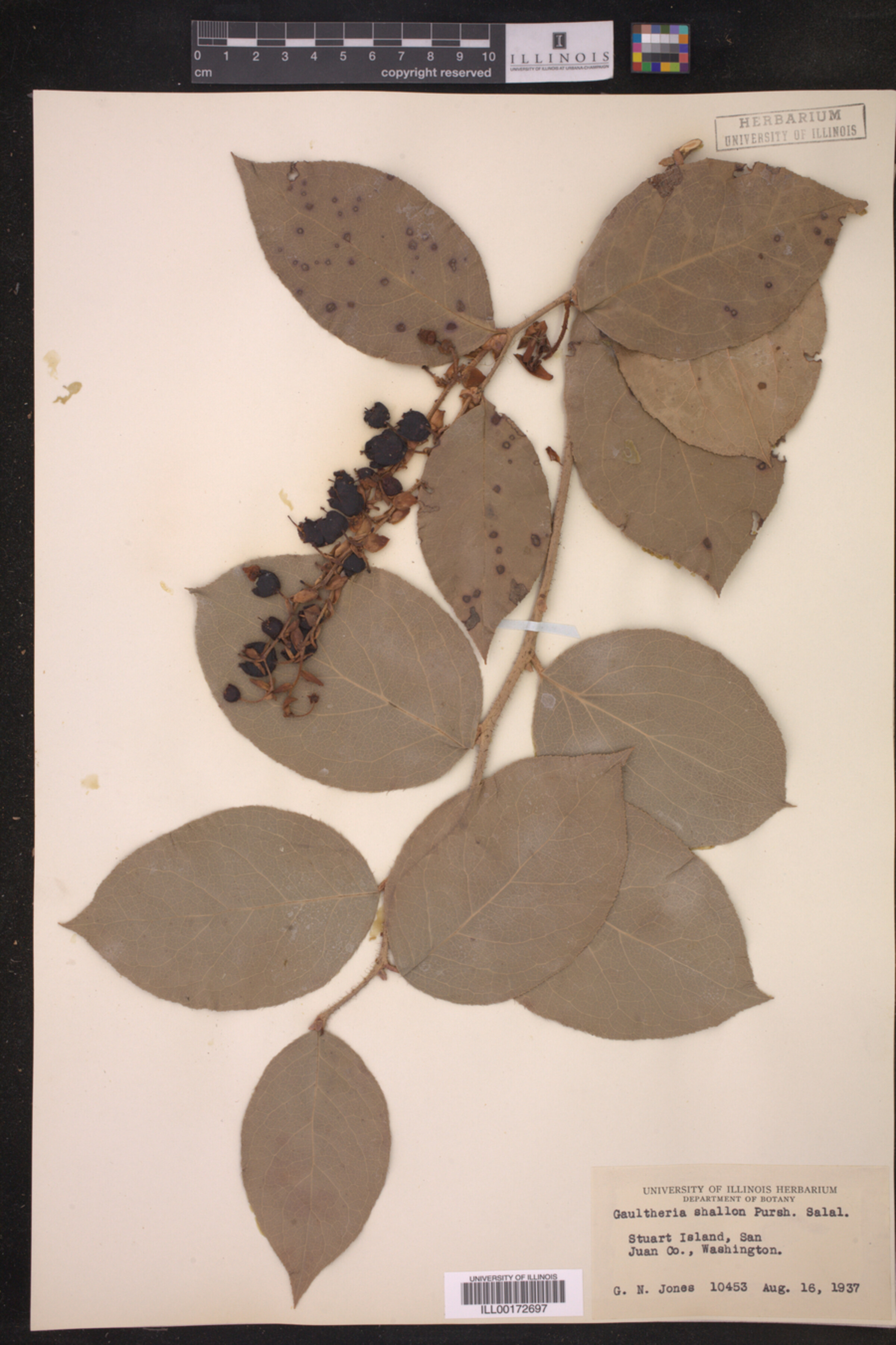 Gaultheria shallon image