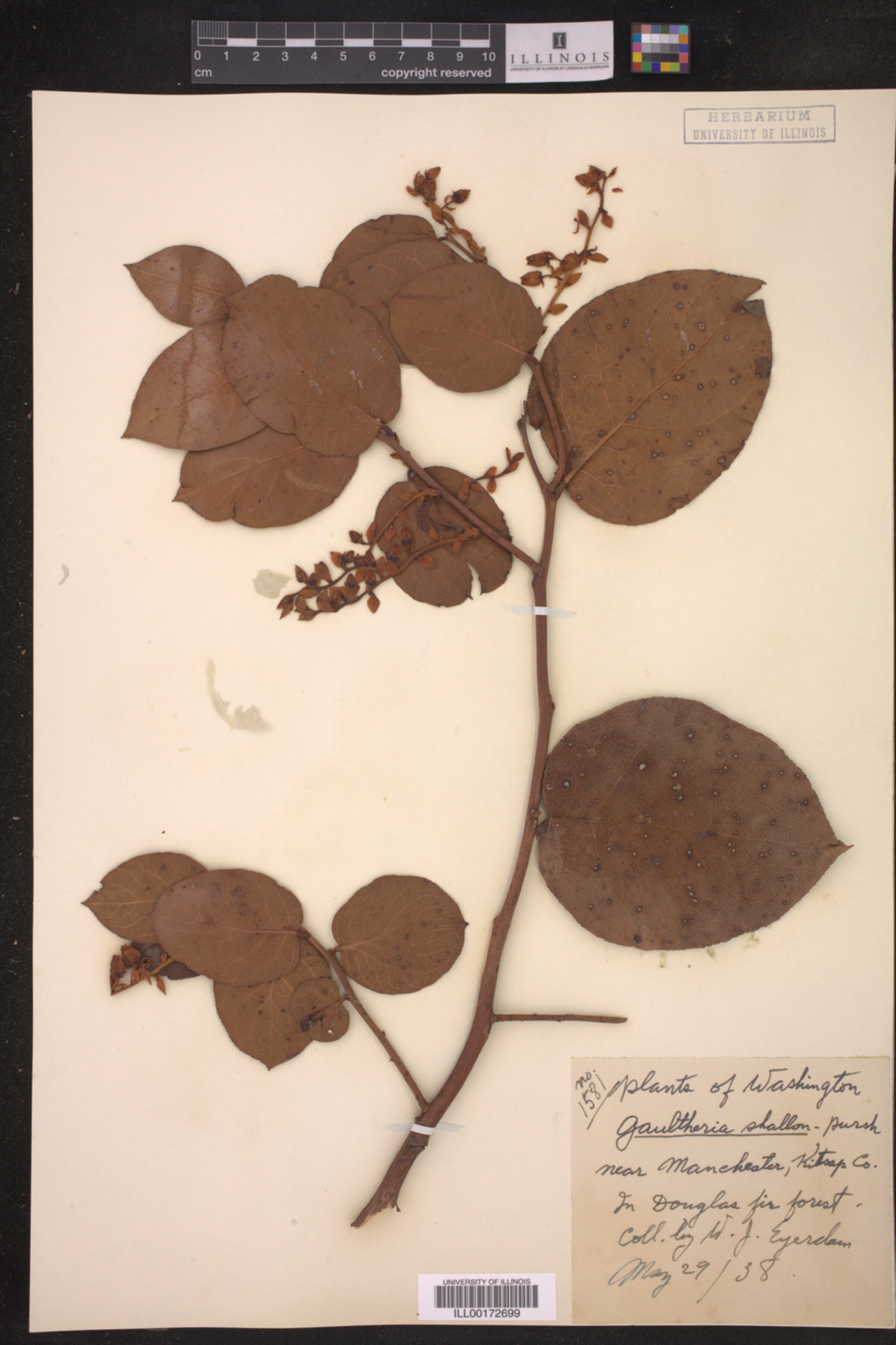 Gaultheria shallon image