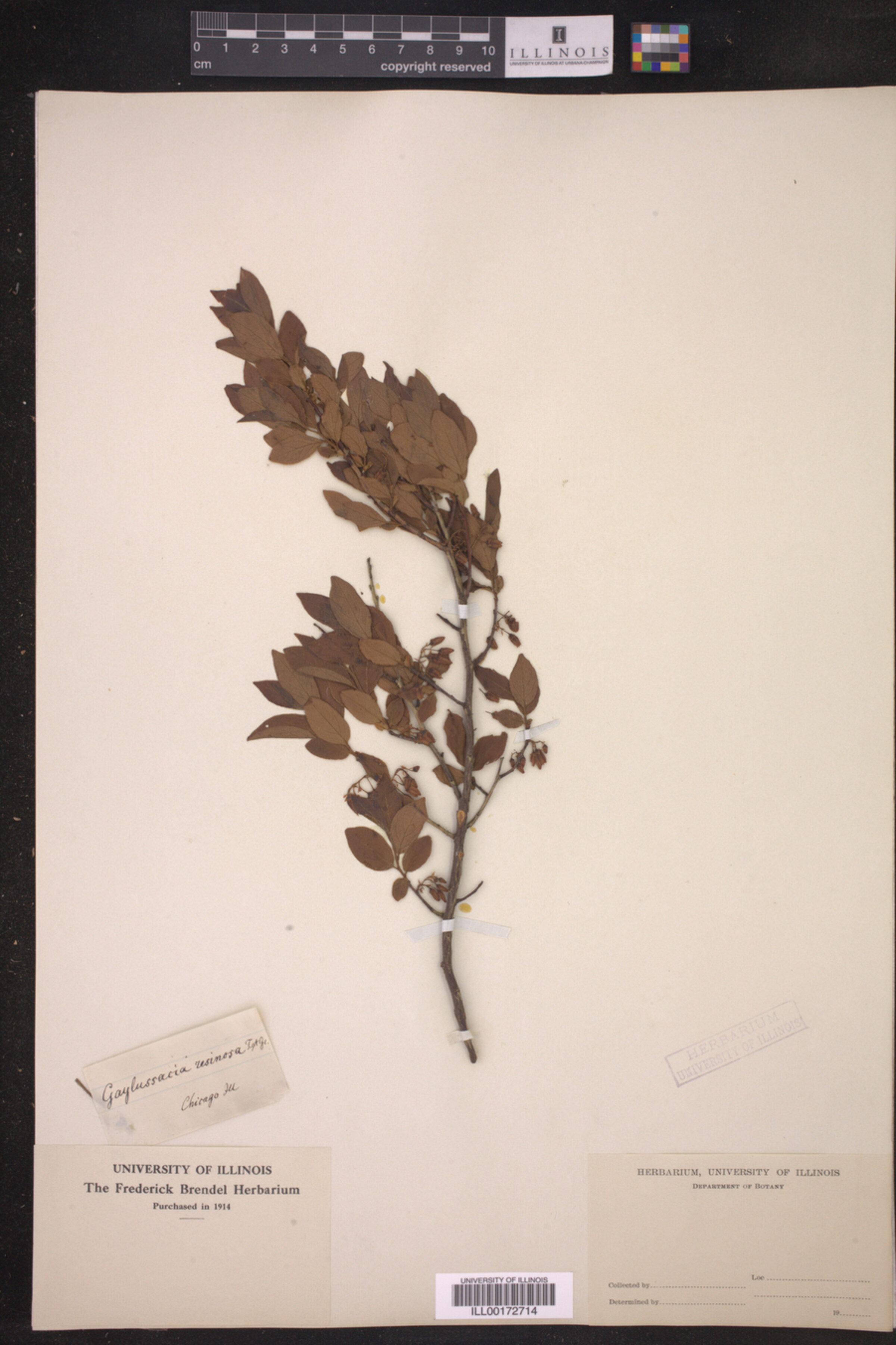 Gaylussacia baccata image