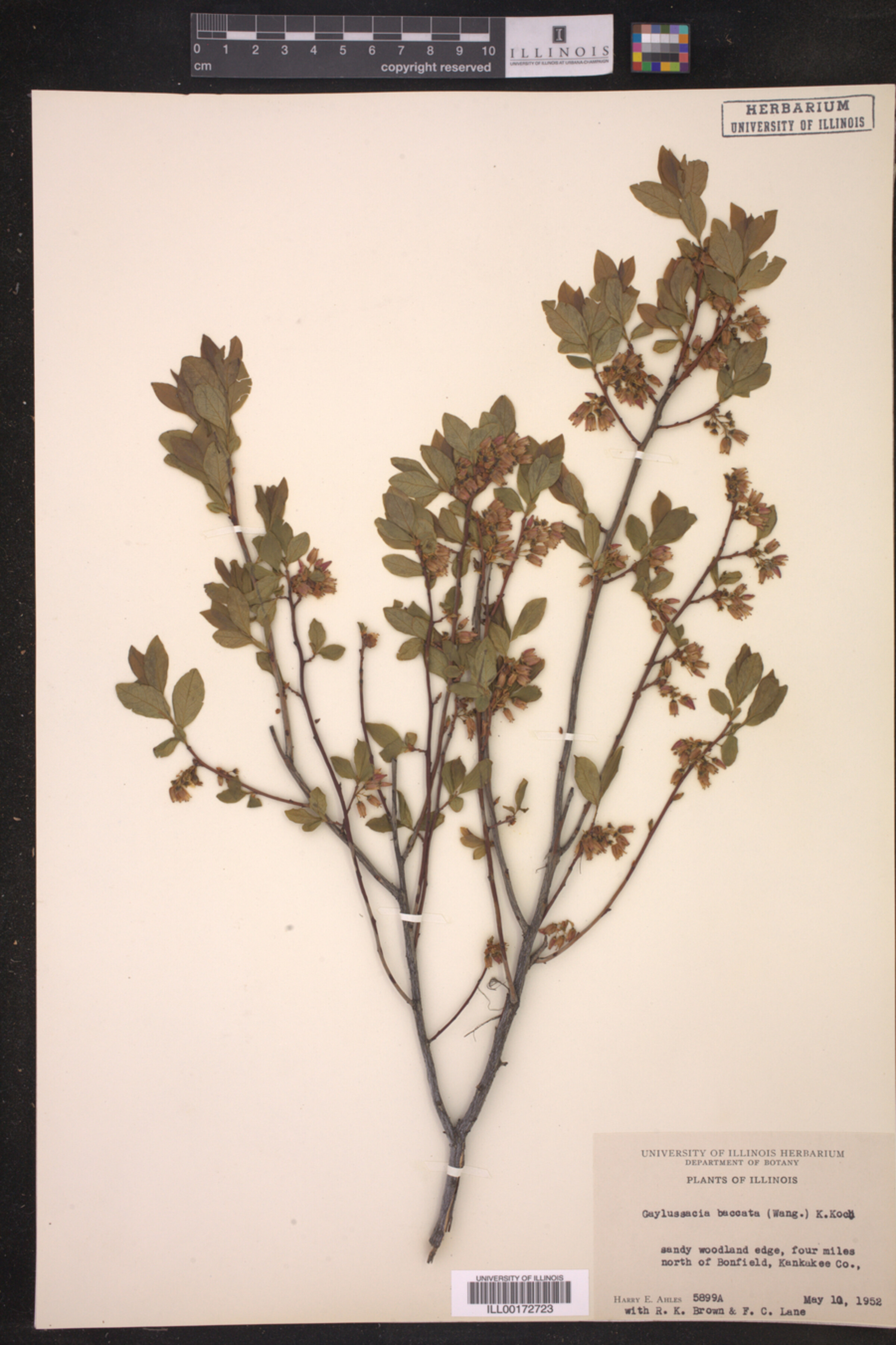 Gaylussacia baccata image