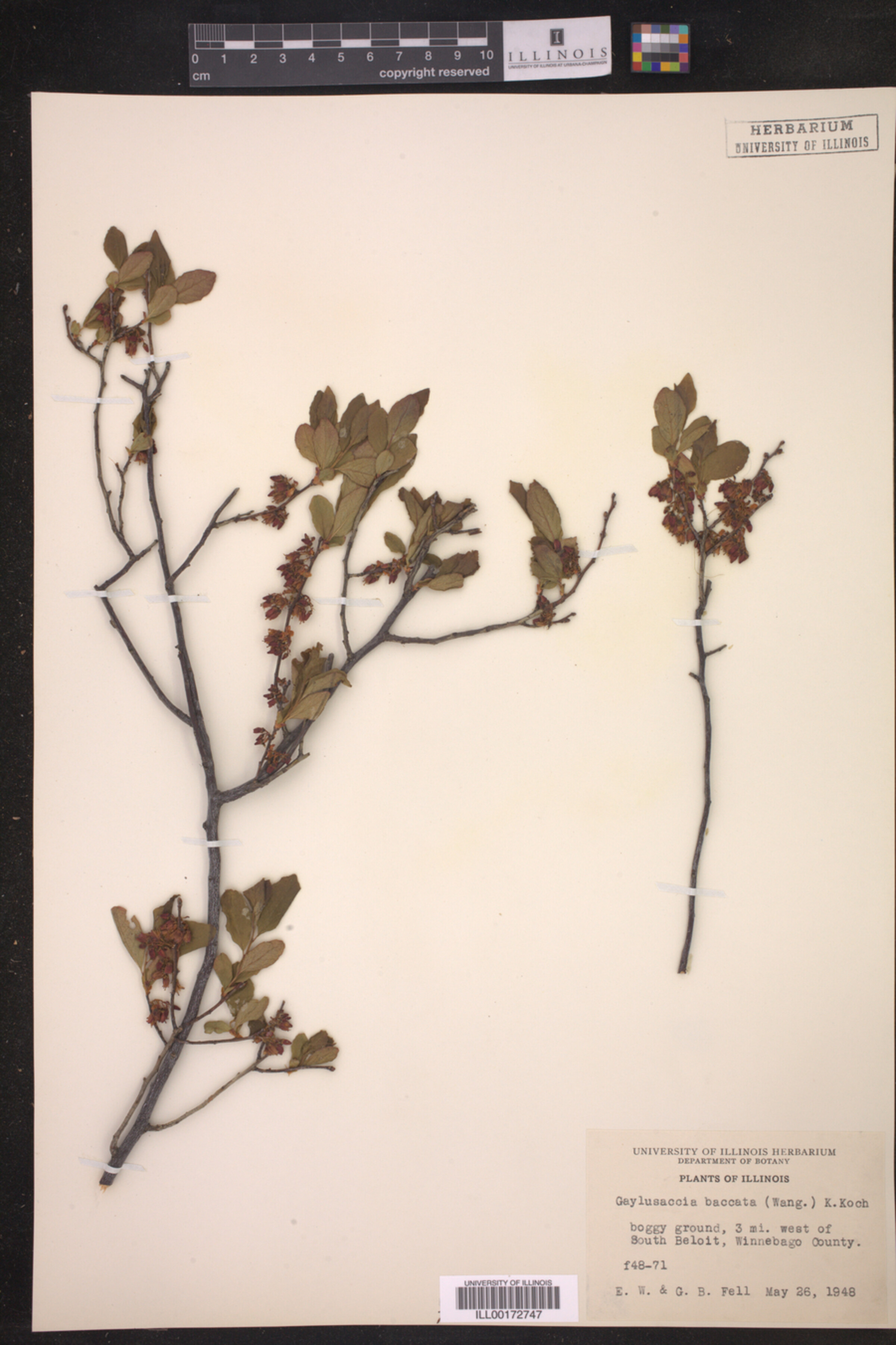 Gaylussacia baccata image