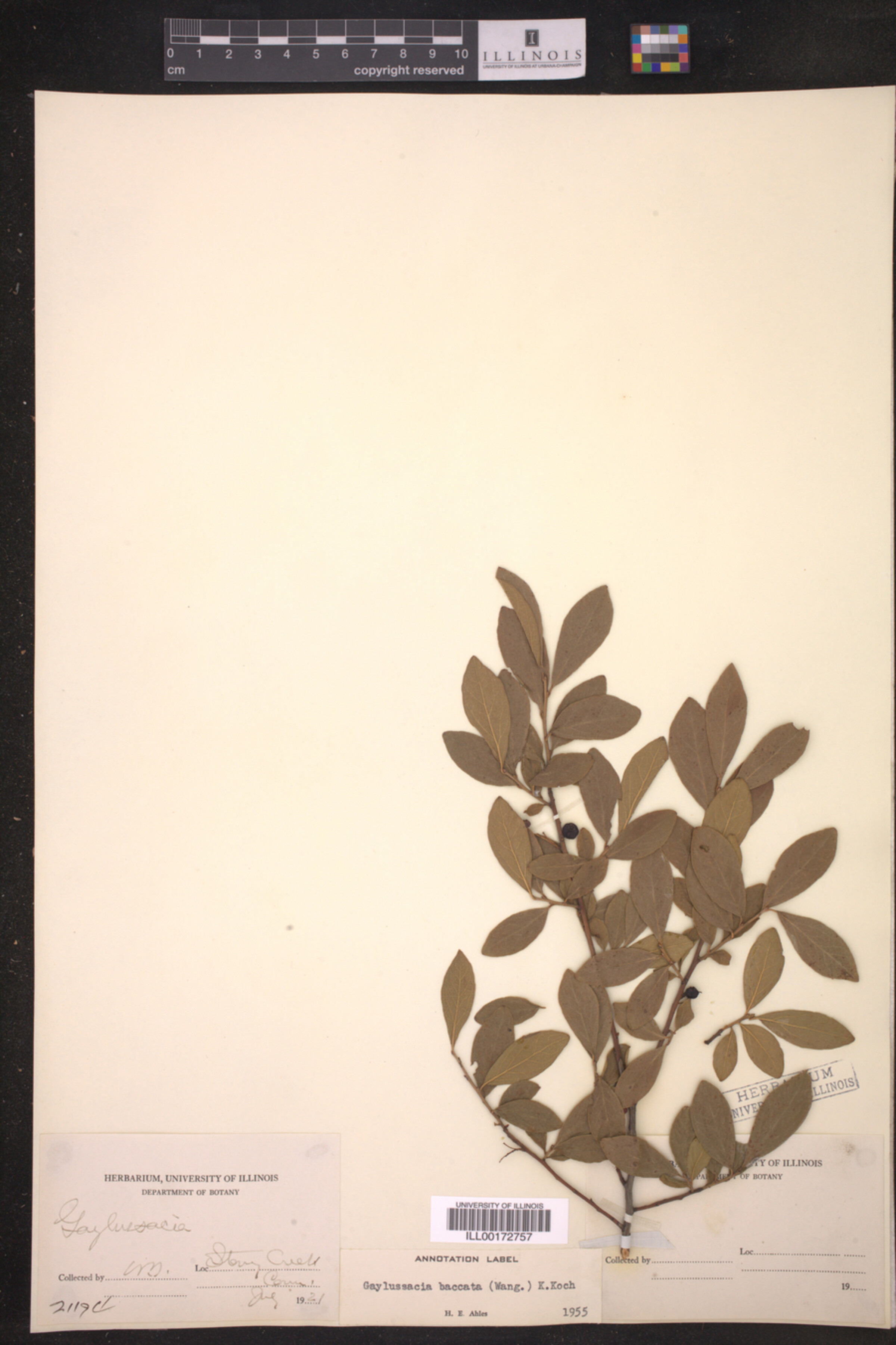 Gaylussacia baccata image