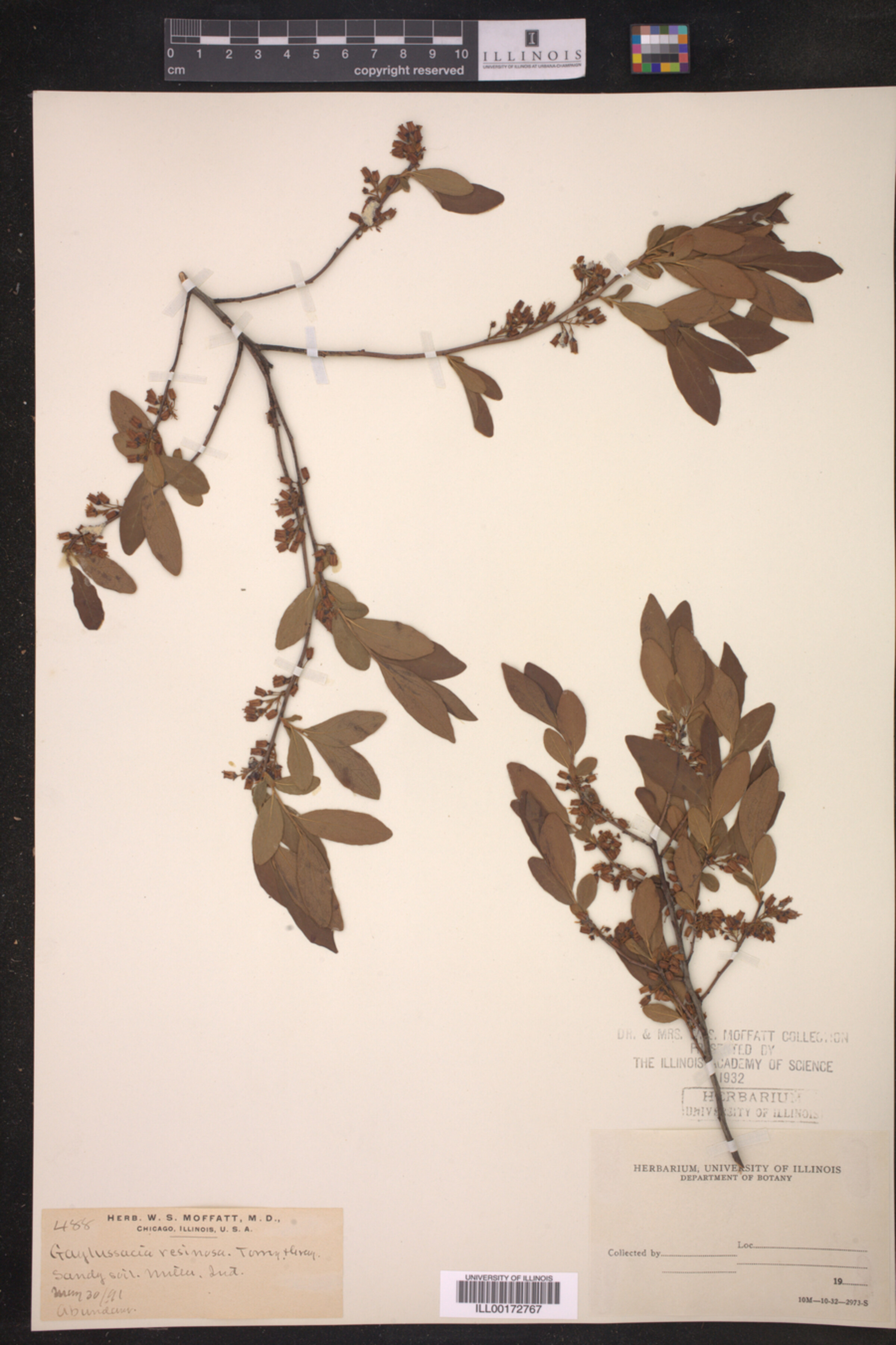 Gaylussacia baccata image