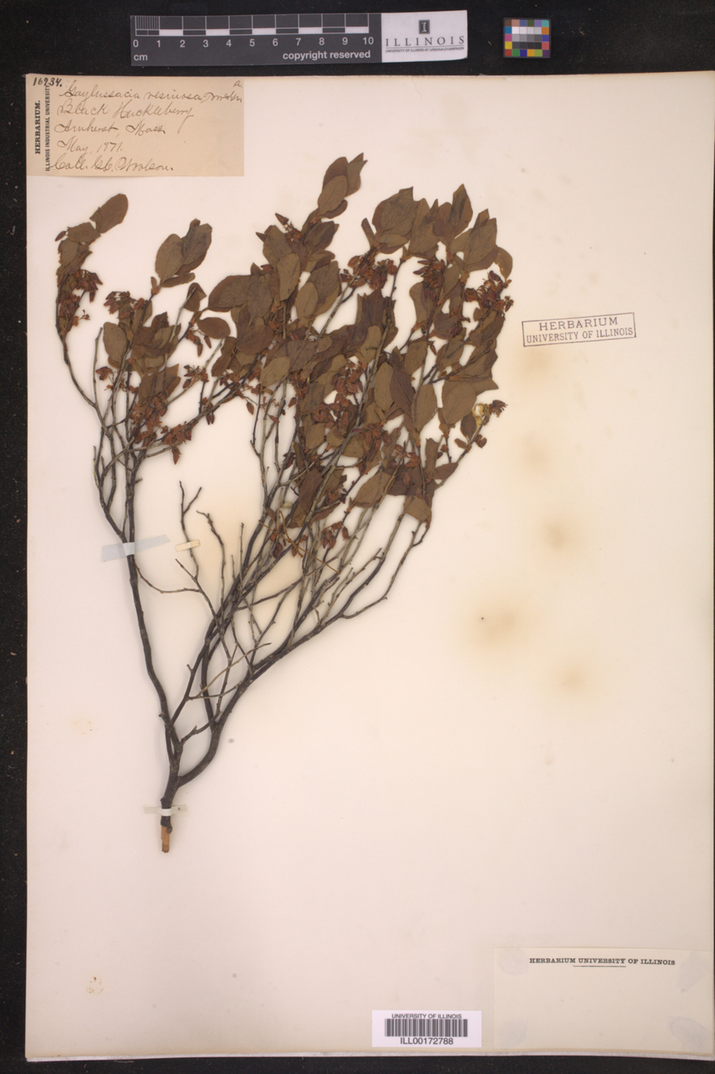 Gaylussacia baccata image