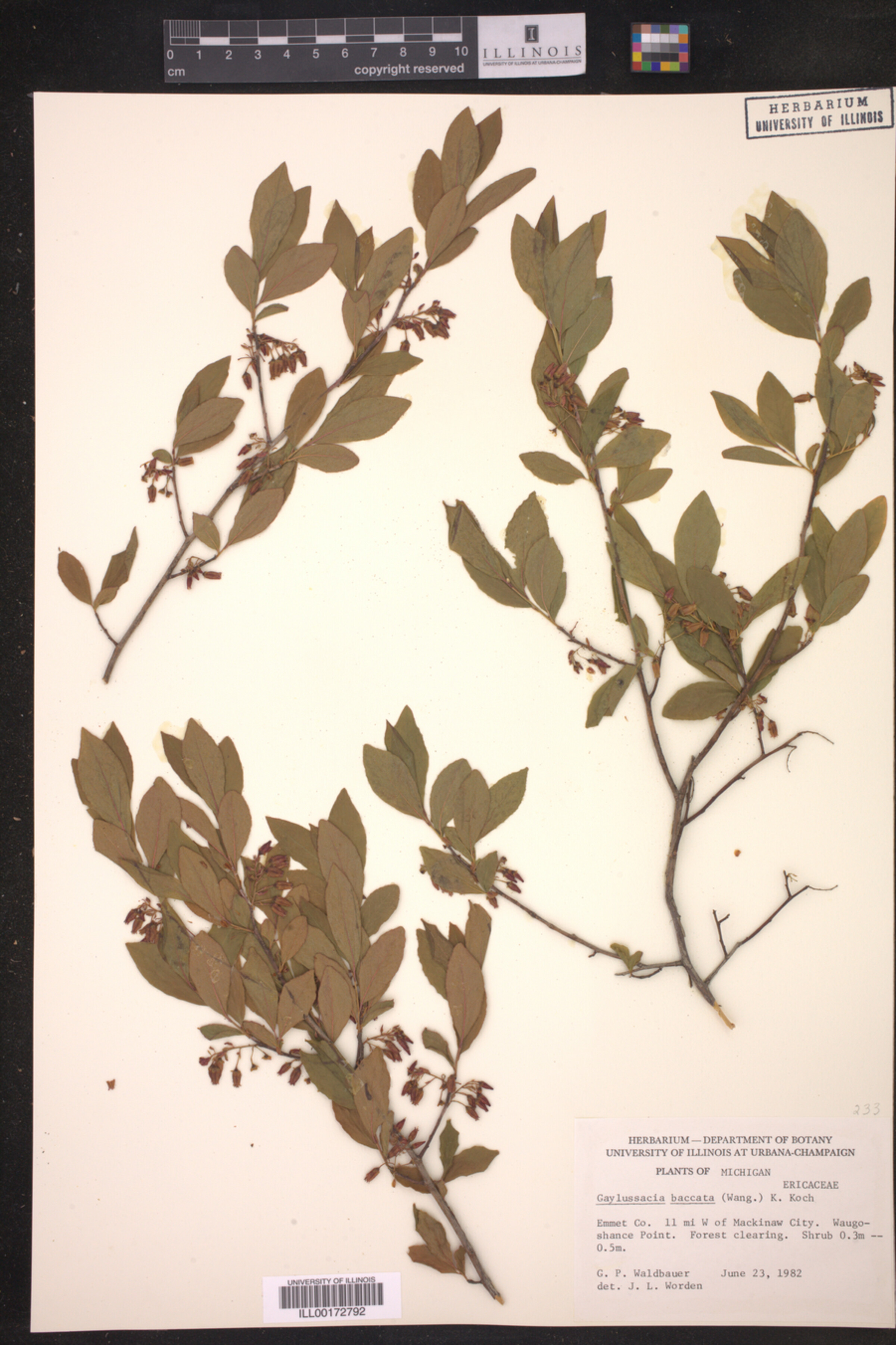 Gaylussacia baccata image