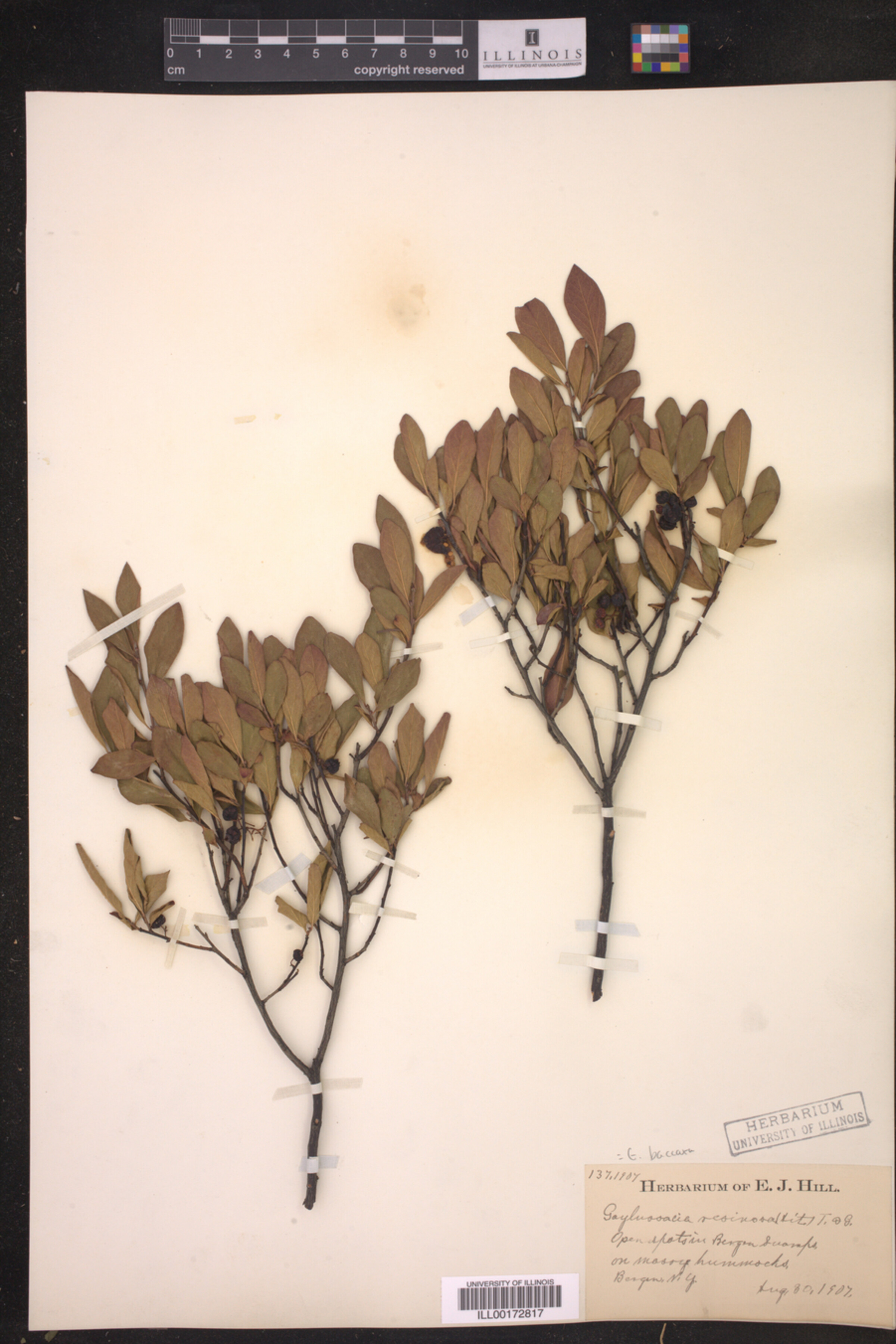 Gaylussacia baccata image