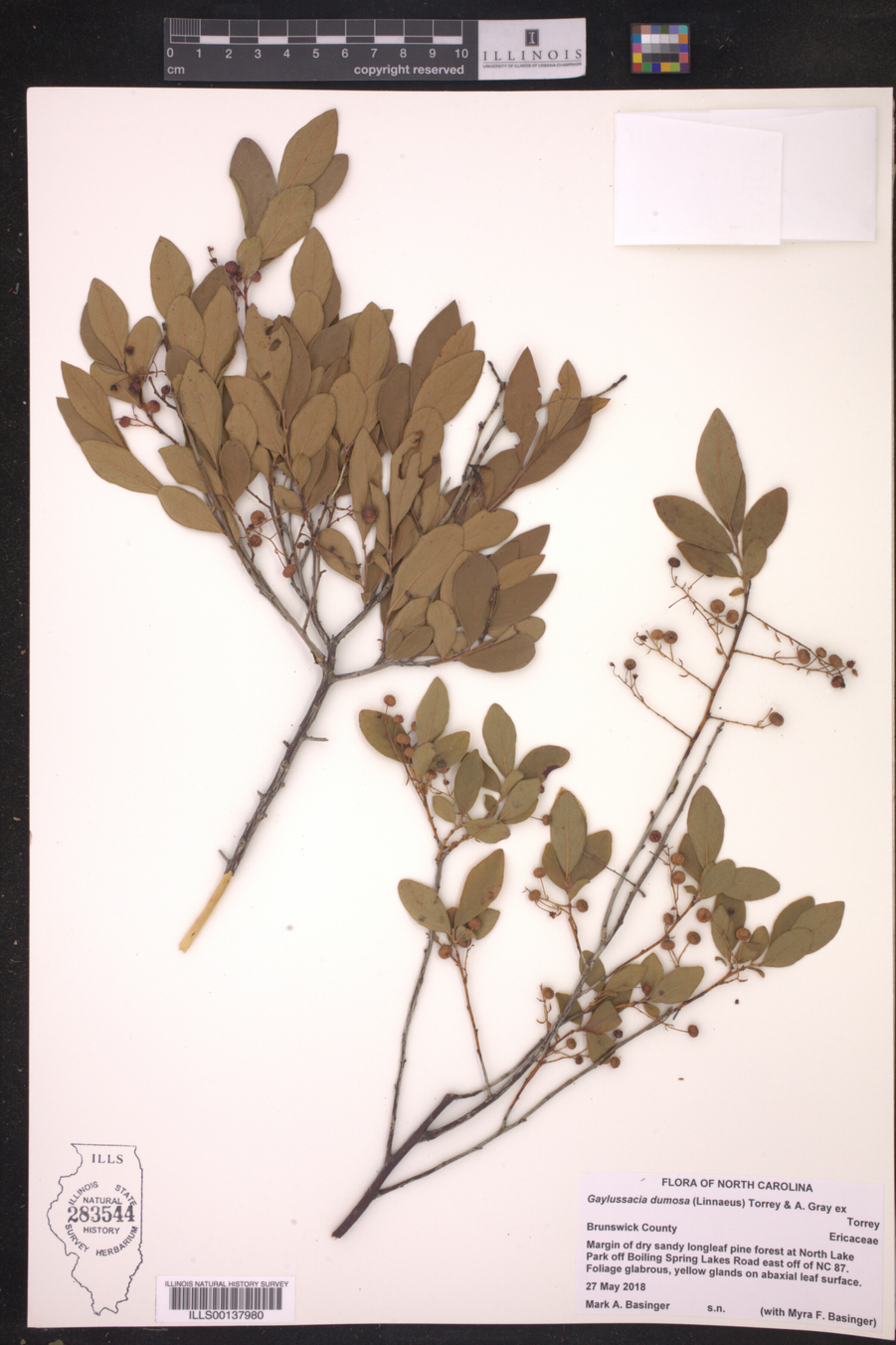 Gaylussacia dumosa image