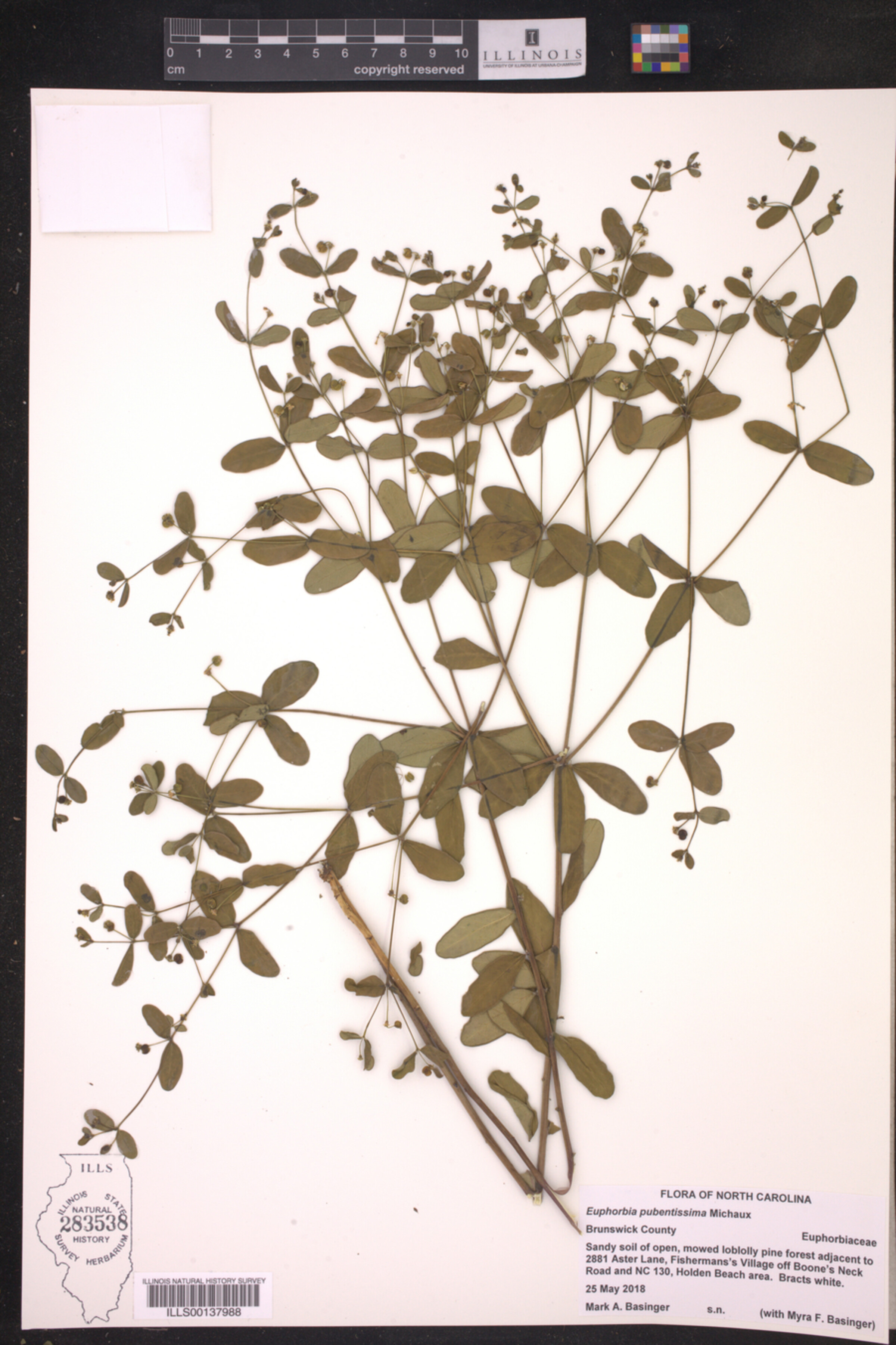 Euphorbia pubentissima image