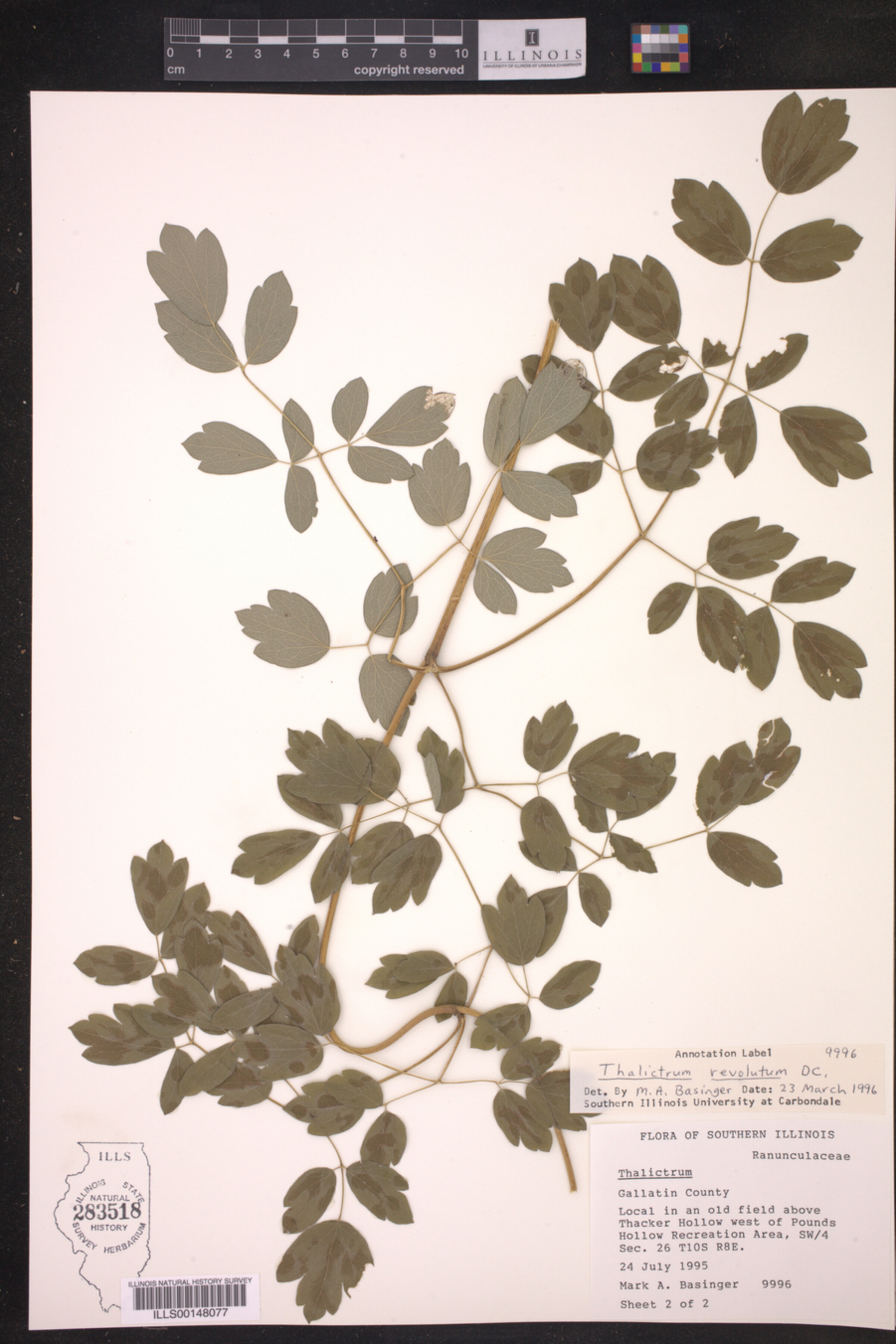 Thalictrum revolutum image