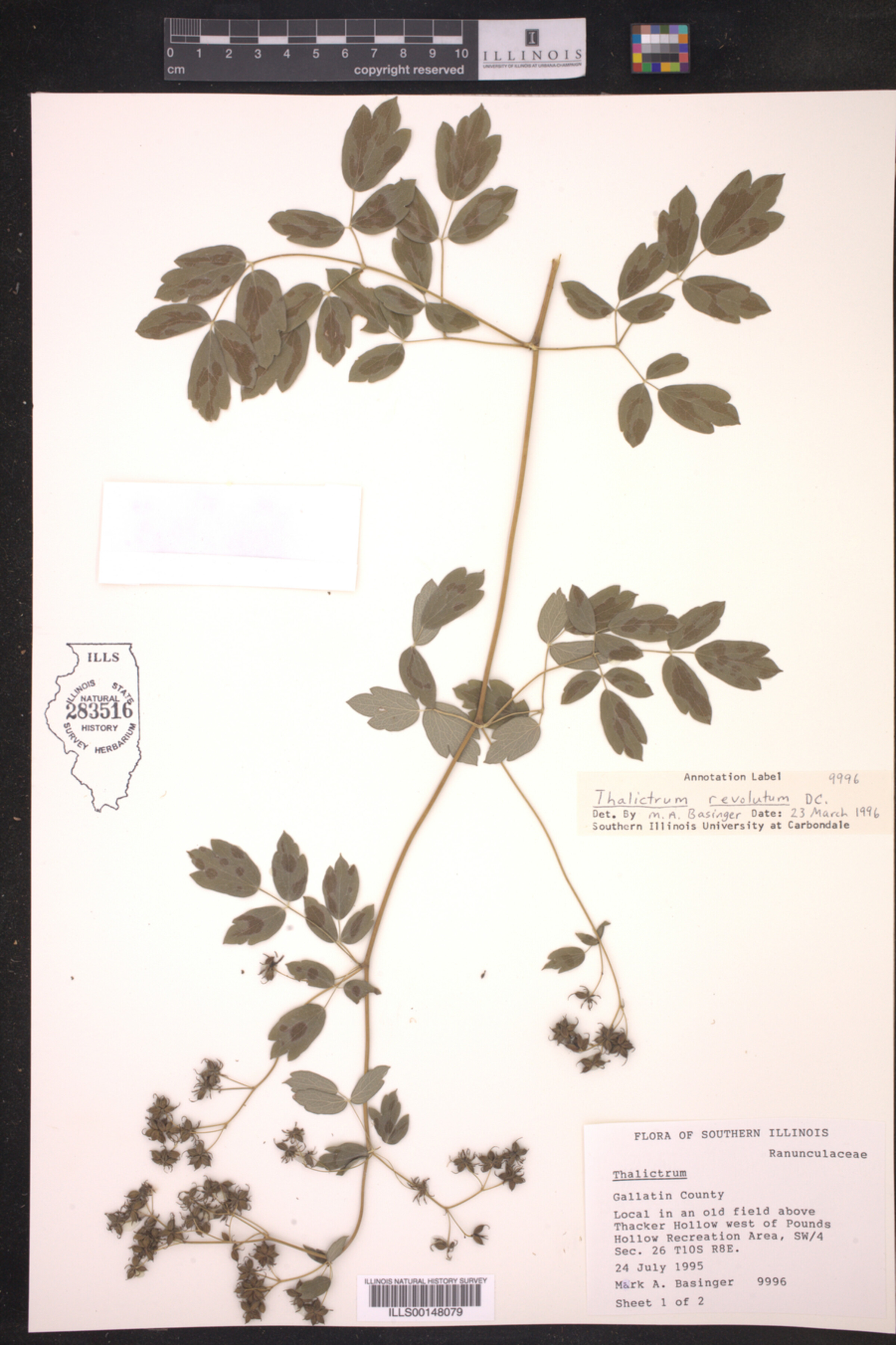 Thalictrum image