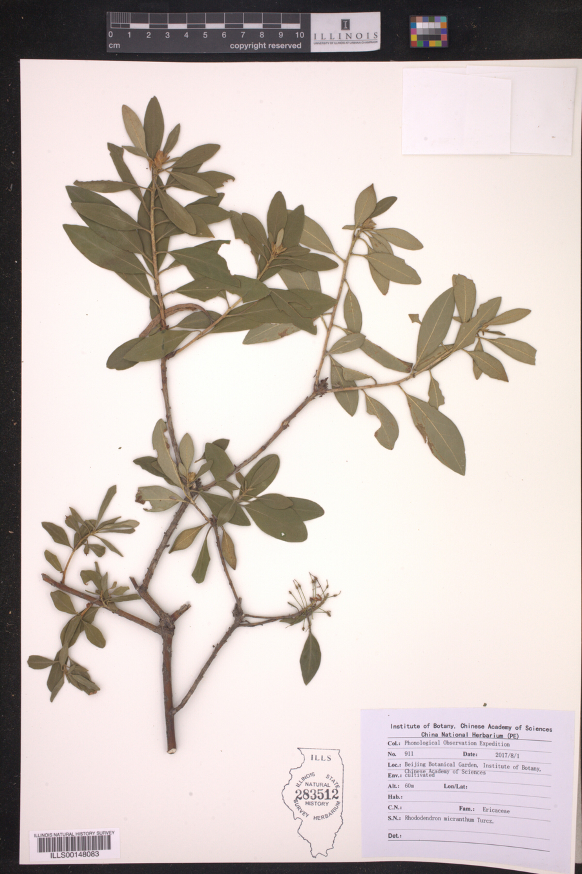 Rhododendron micranthum image