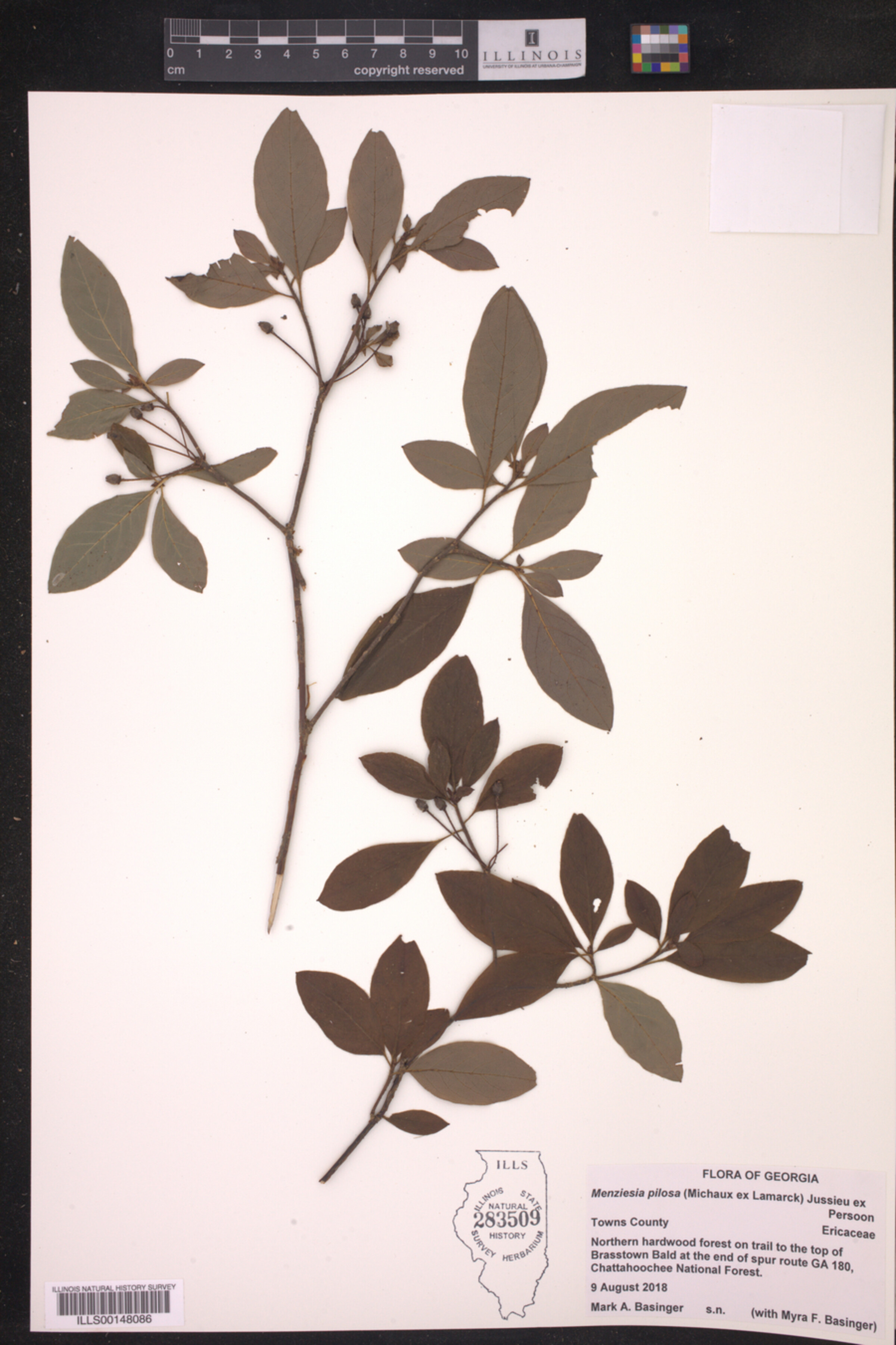 Menziesia pilosa image