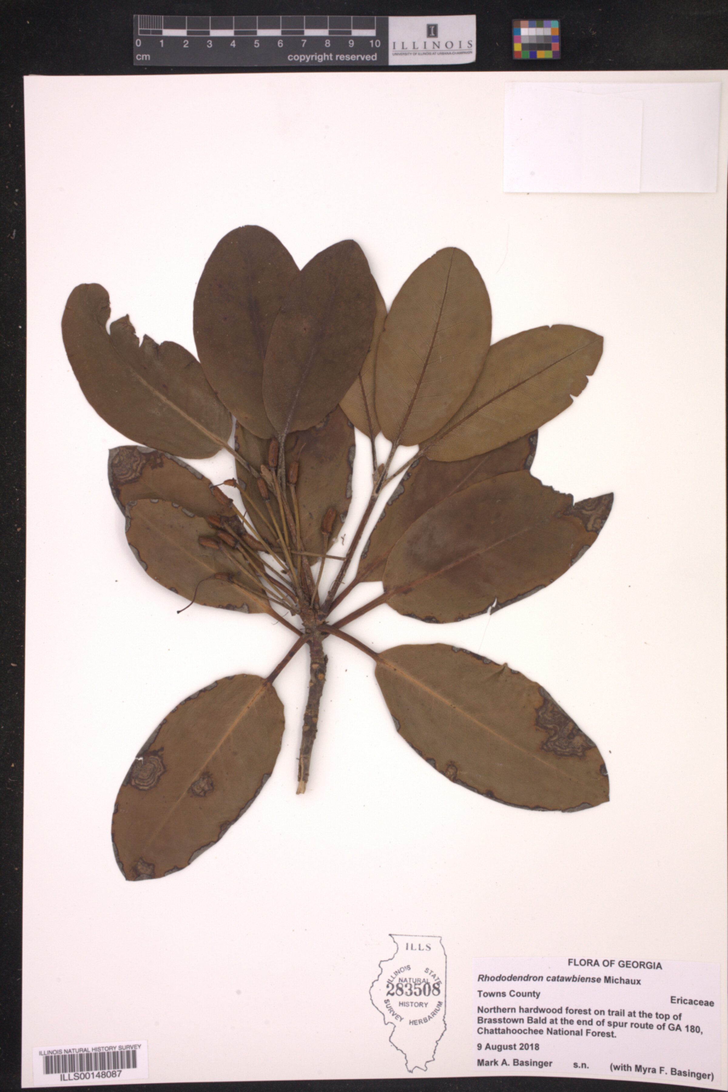 Rhododendron catawbiense image
