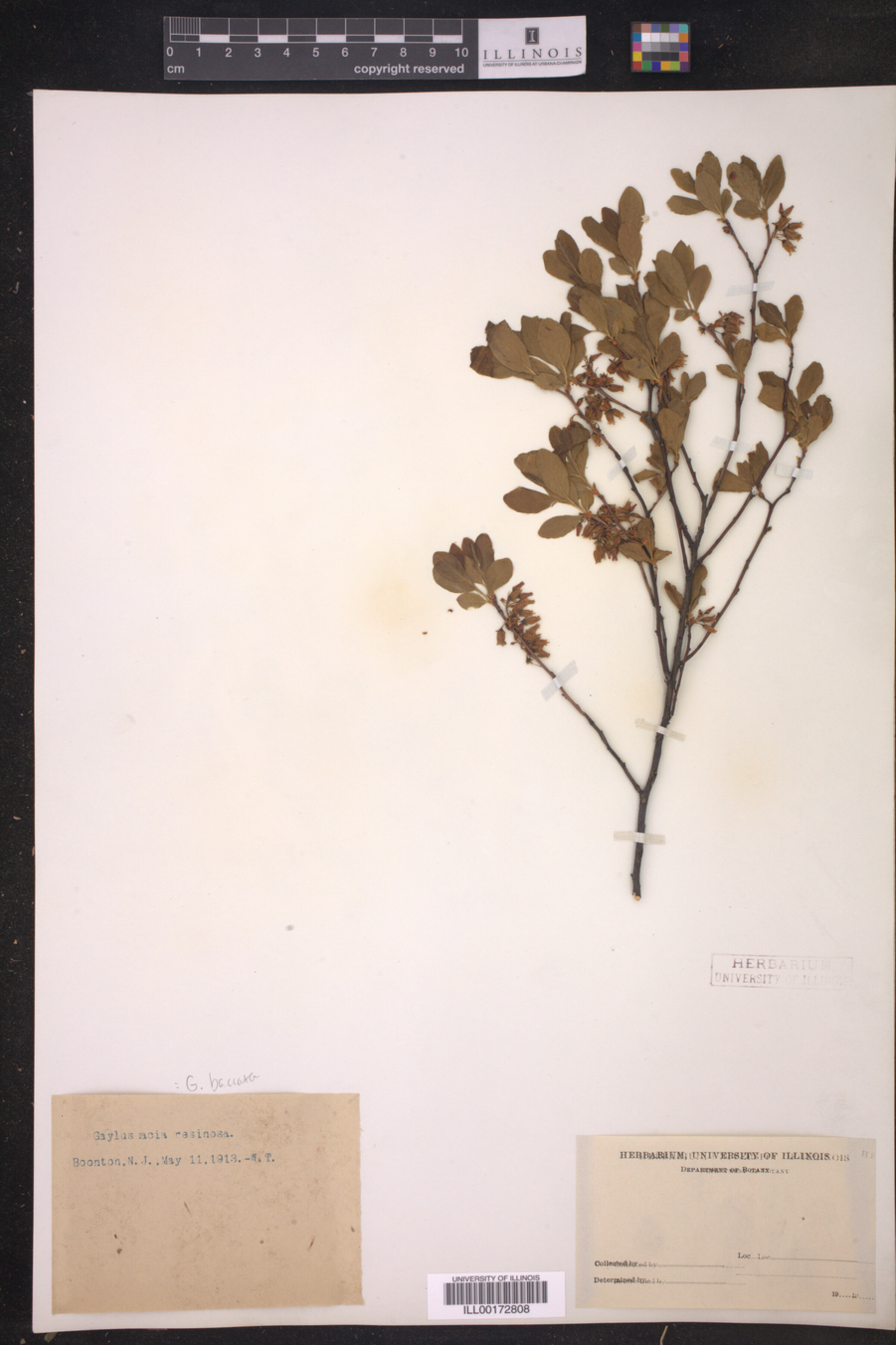 Gaylussacia baccata image