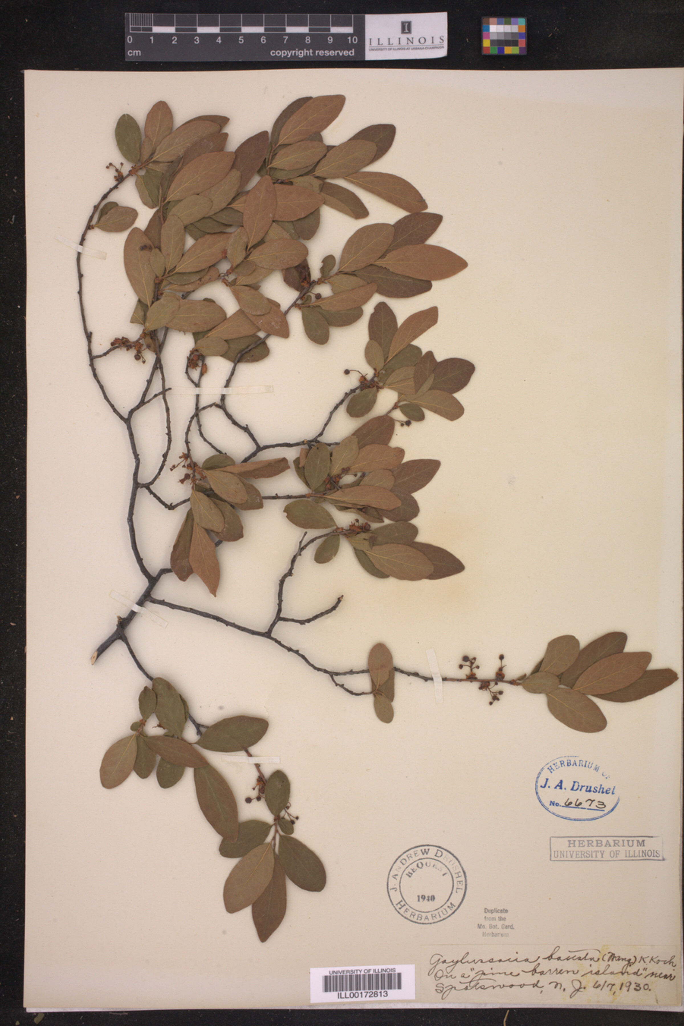 Gaylussacia baccata image