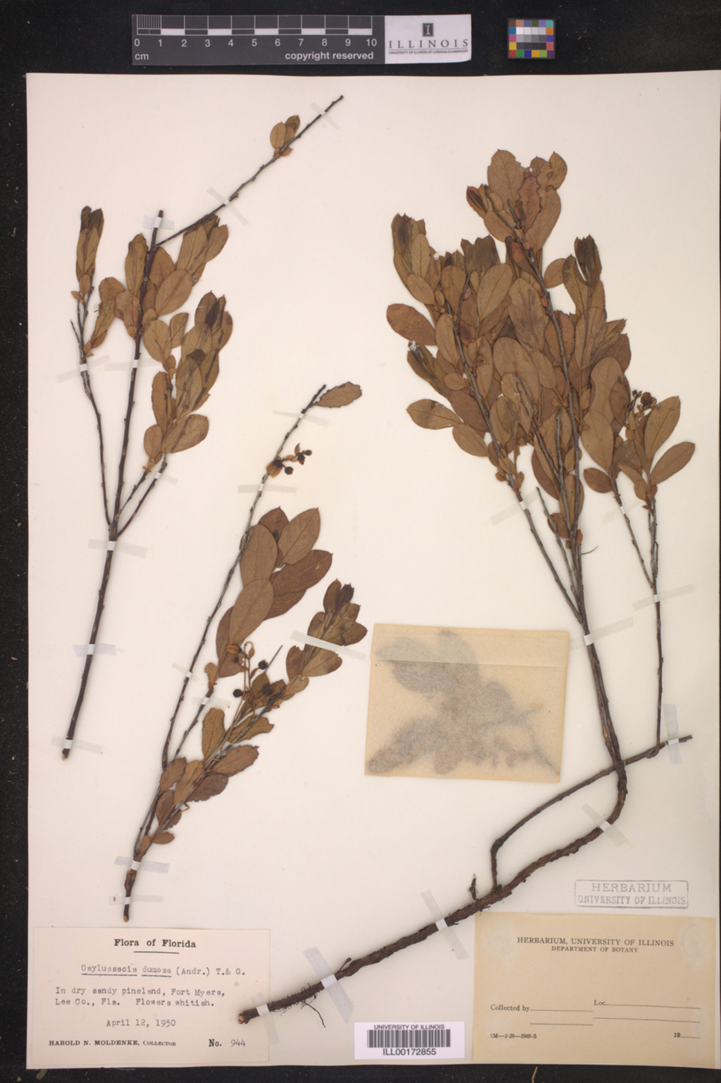 Gaylussacia dumosa image