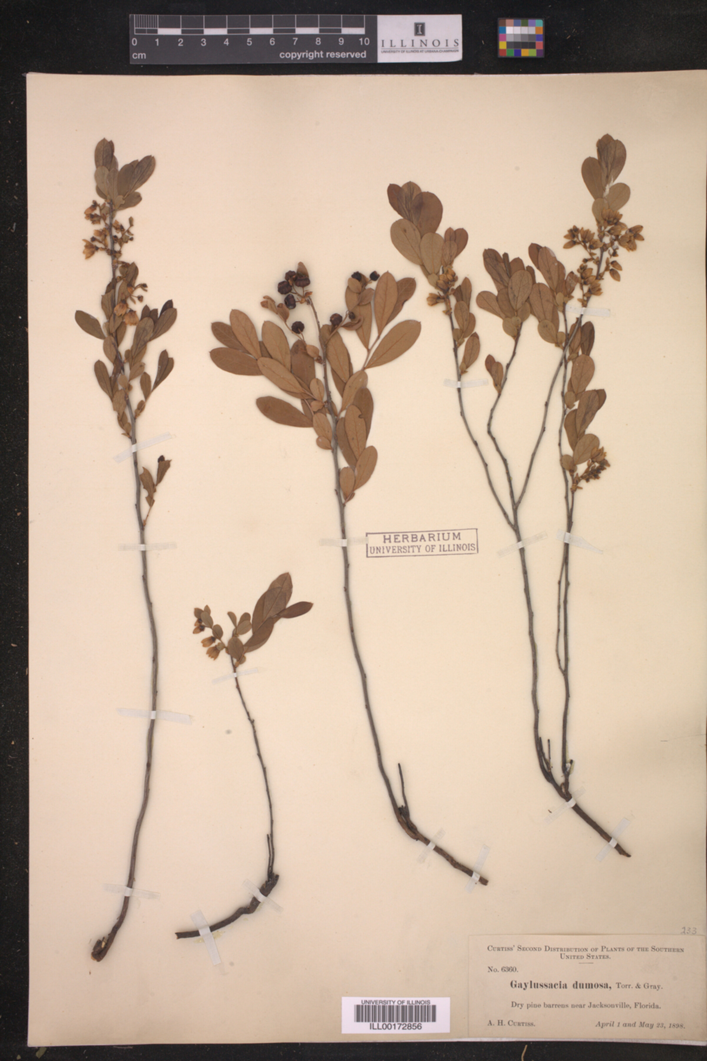 Gaylussacia dumosa image