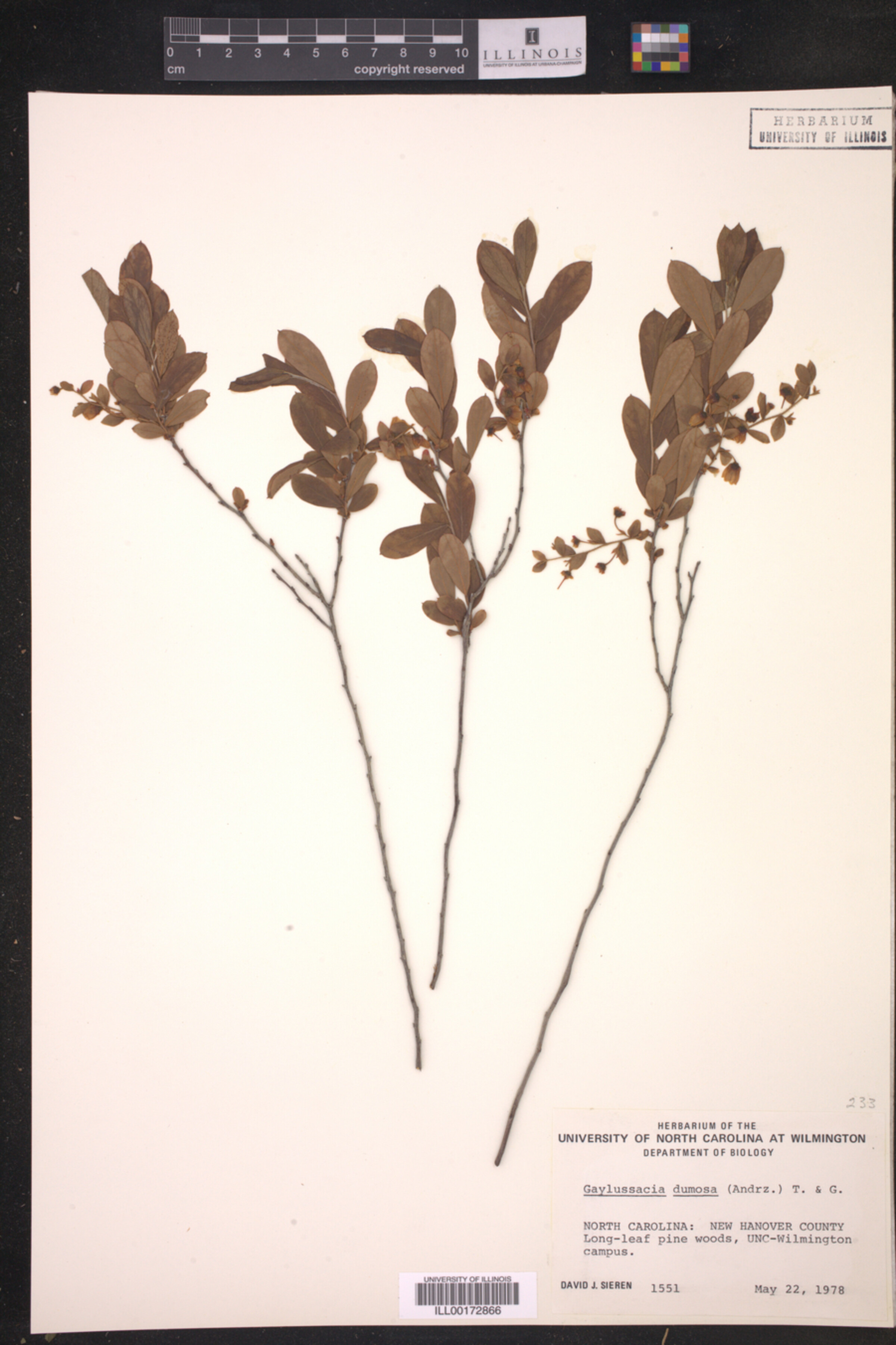 Gaylussacia dumosa image