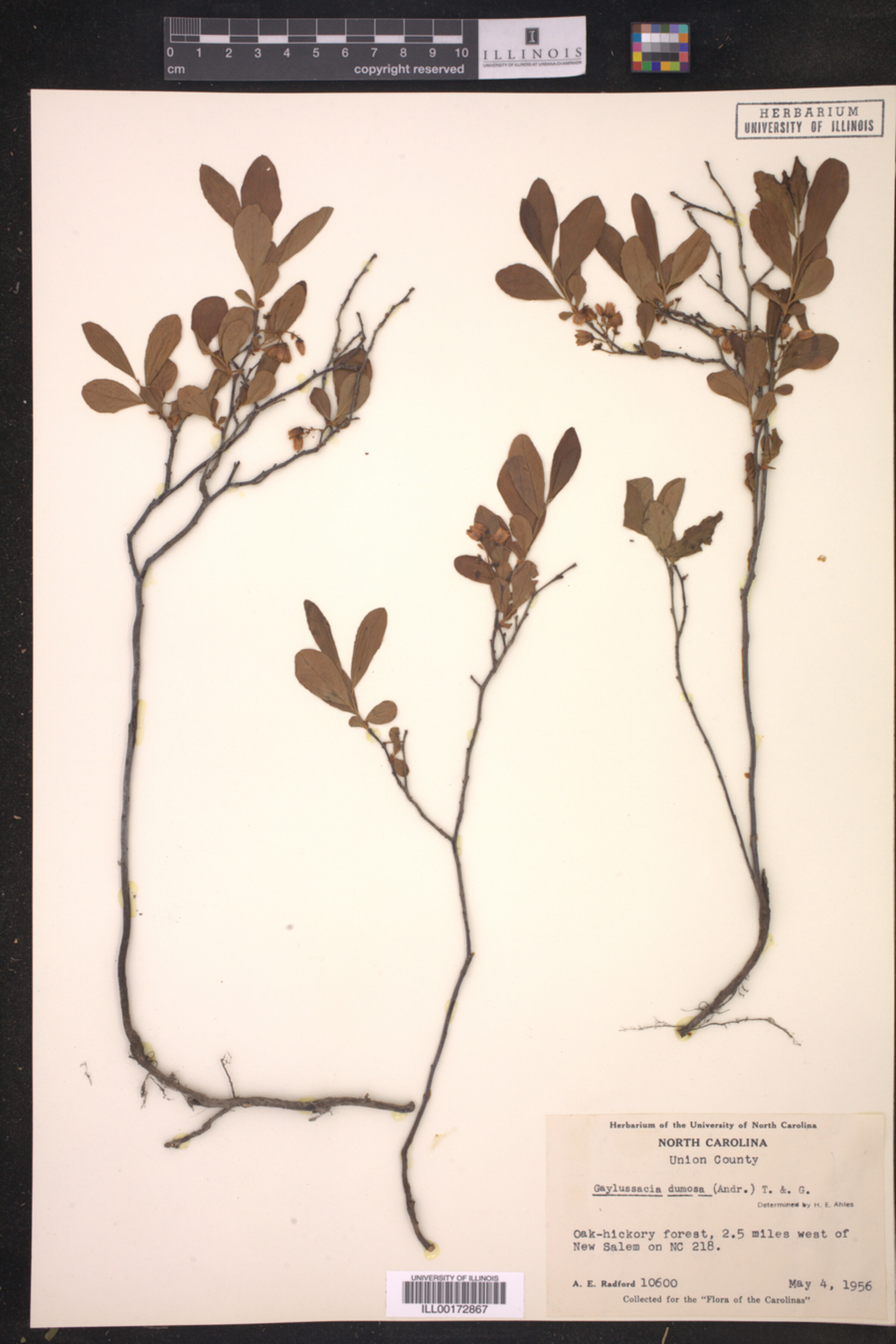 Gaylussacia dumosa image